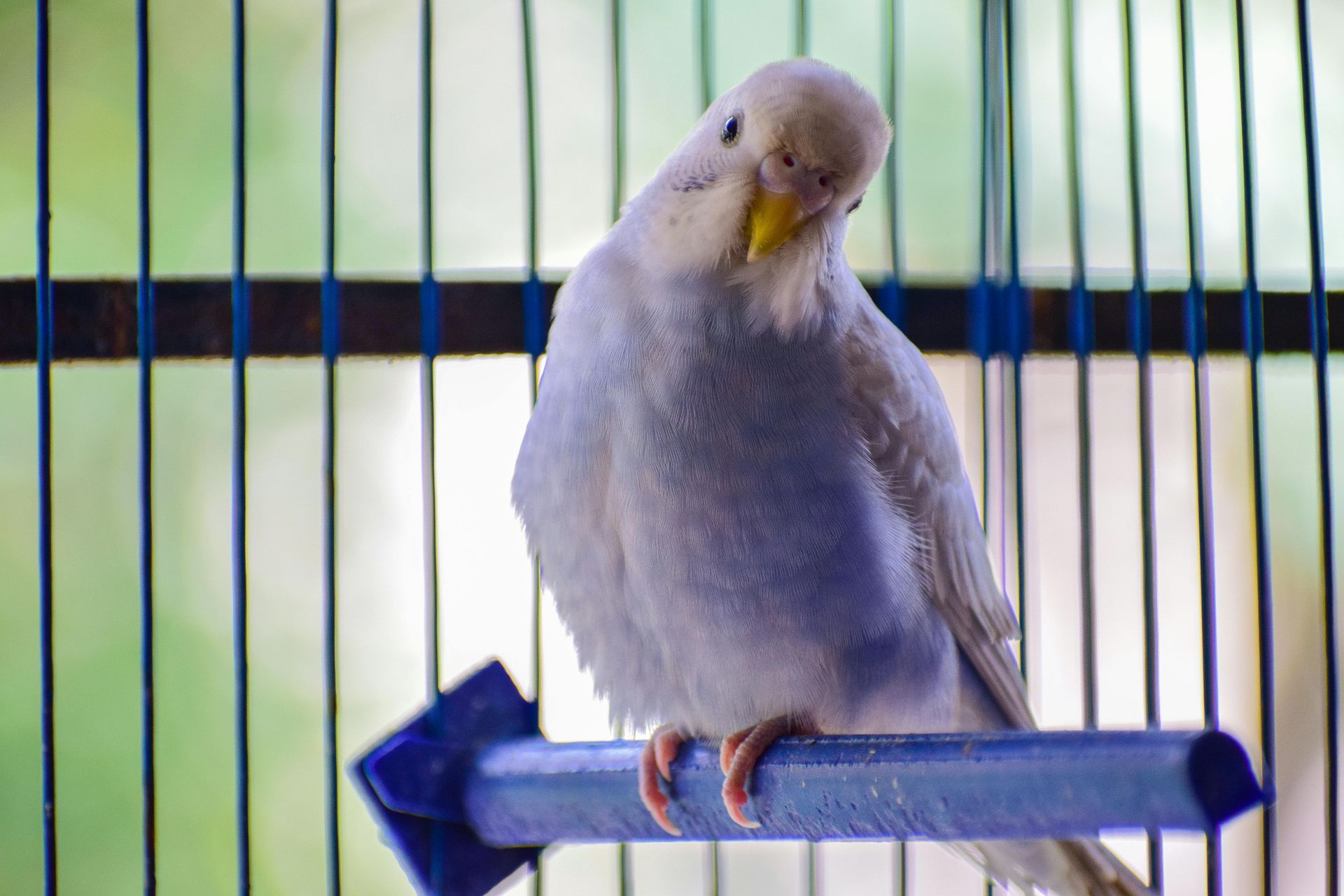Pale blue parakeet perches in a cage, head tilted down. Yellow beak, green background.