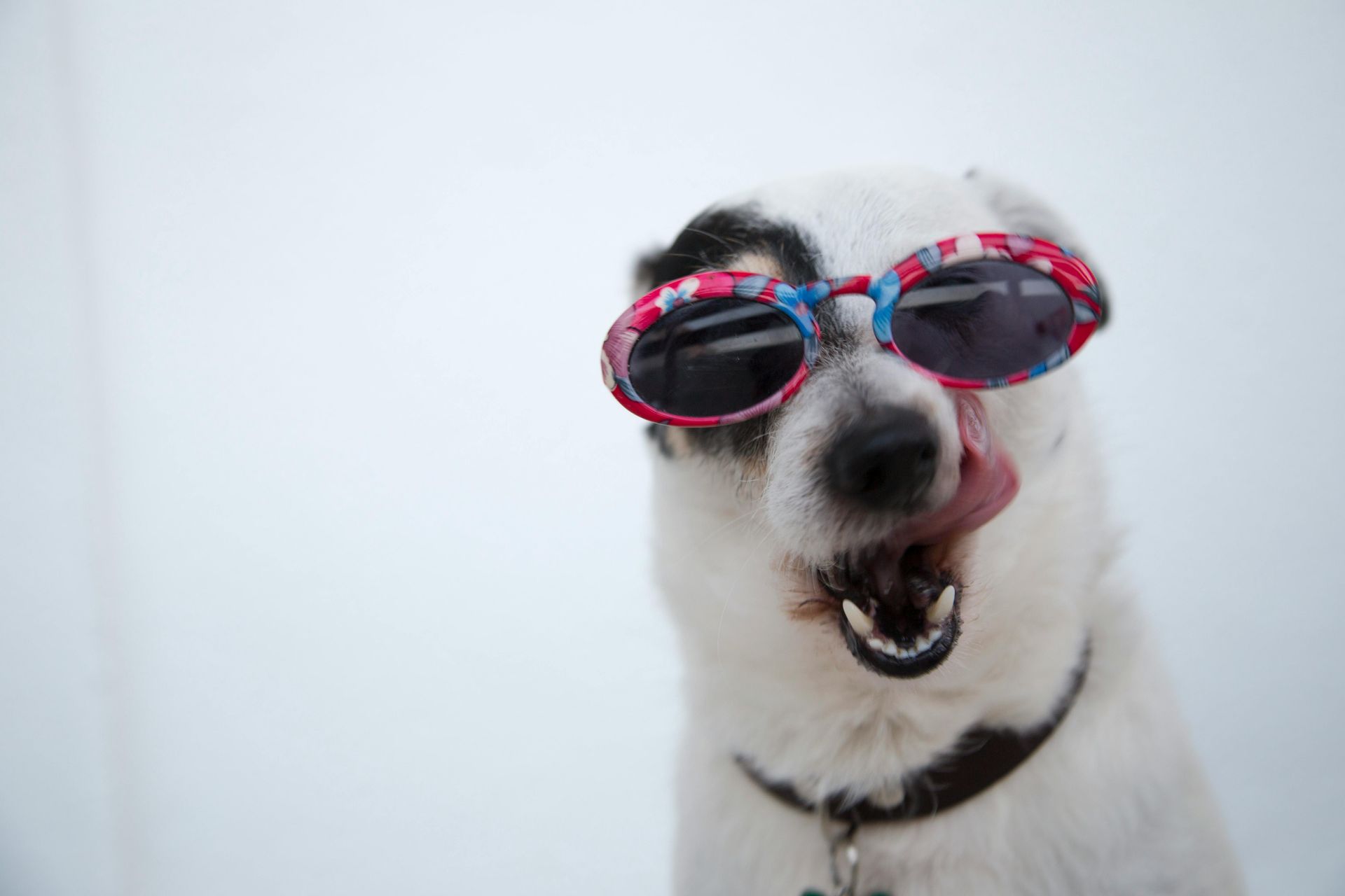 Dog wearing patterned sunglasses, licking its nose, looking happy, against a white background.