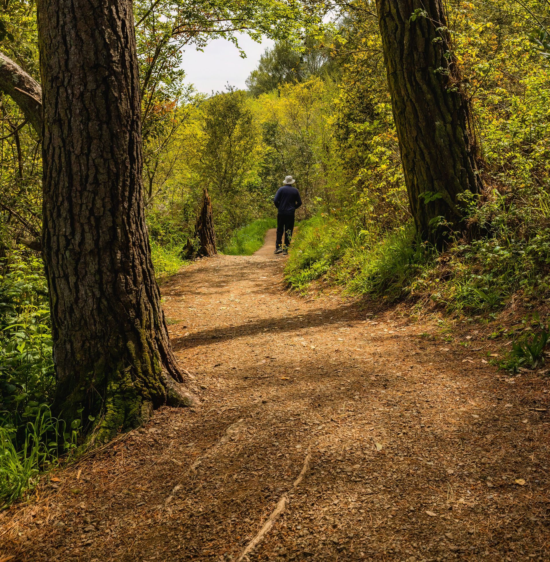 Person walking along a wooded trail with tall trees and green foliage