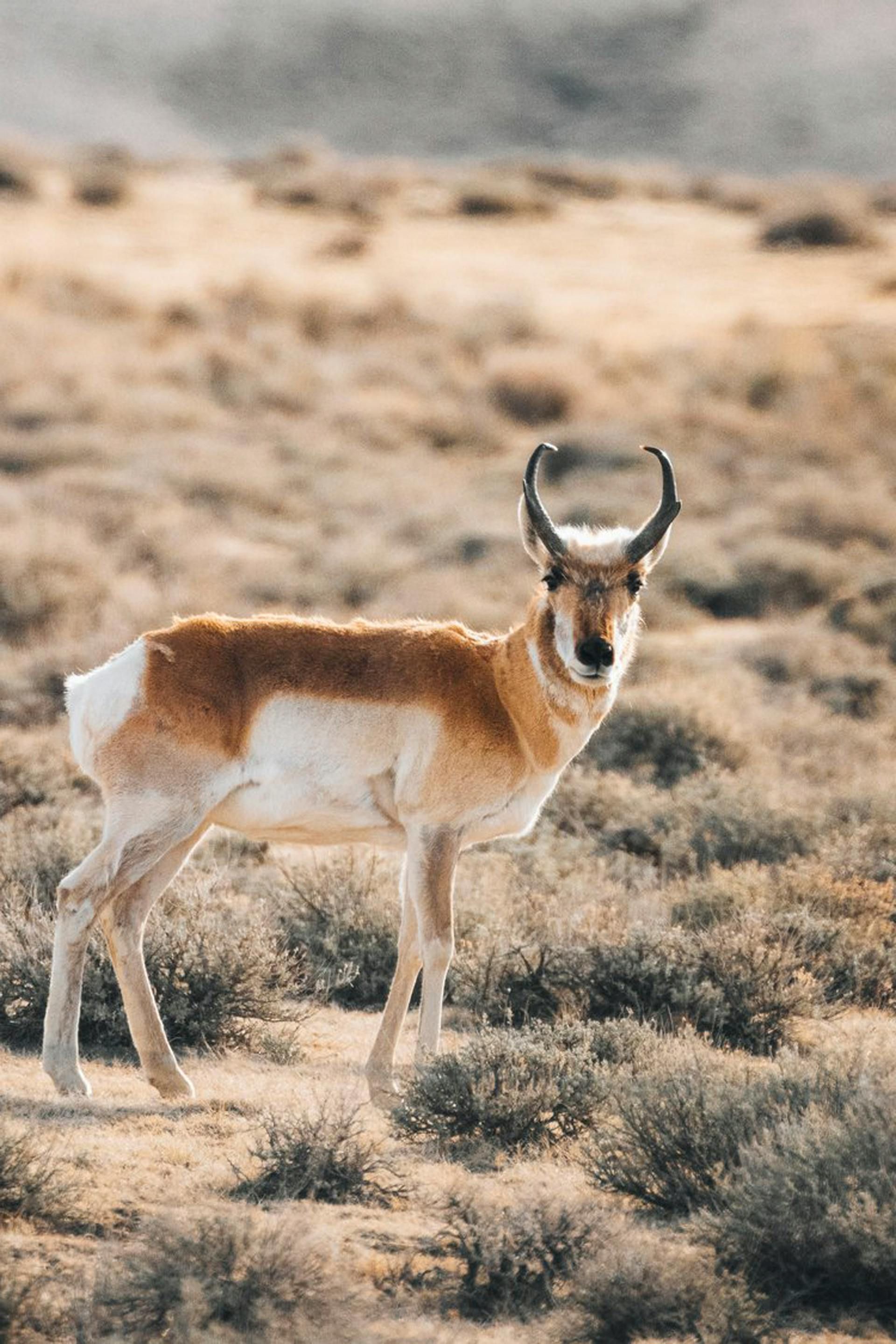 Pronghorn antelope with curved horns stands in a dry, grassy field; brown and white fur.