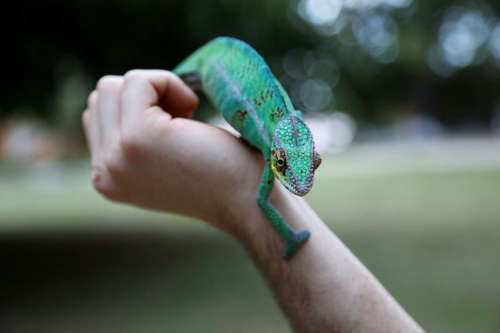 Green chameleon perched on a person's outstretched hand, outdoors.