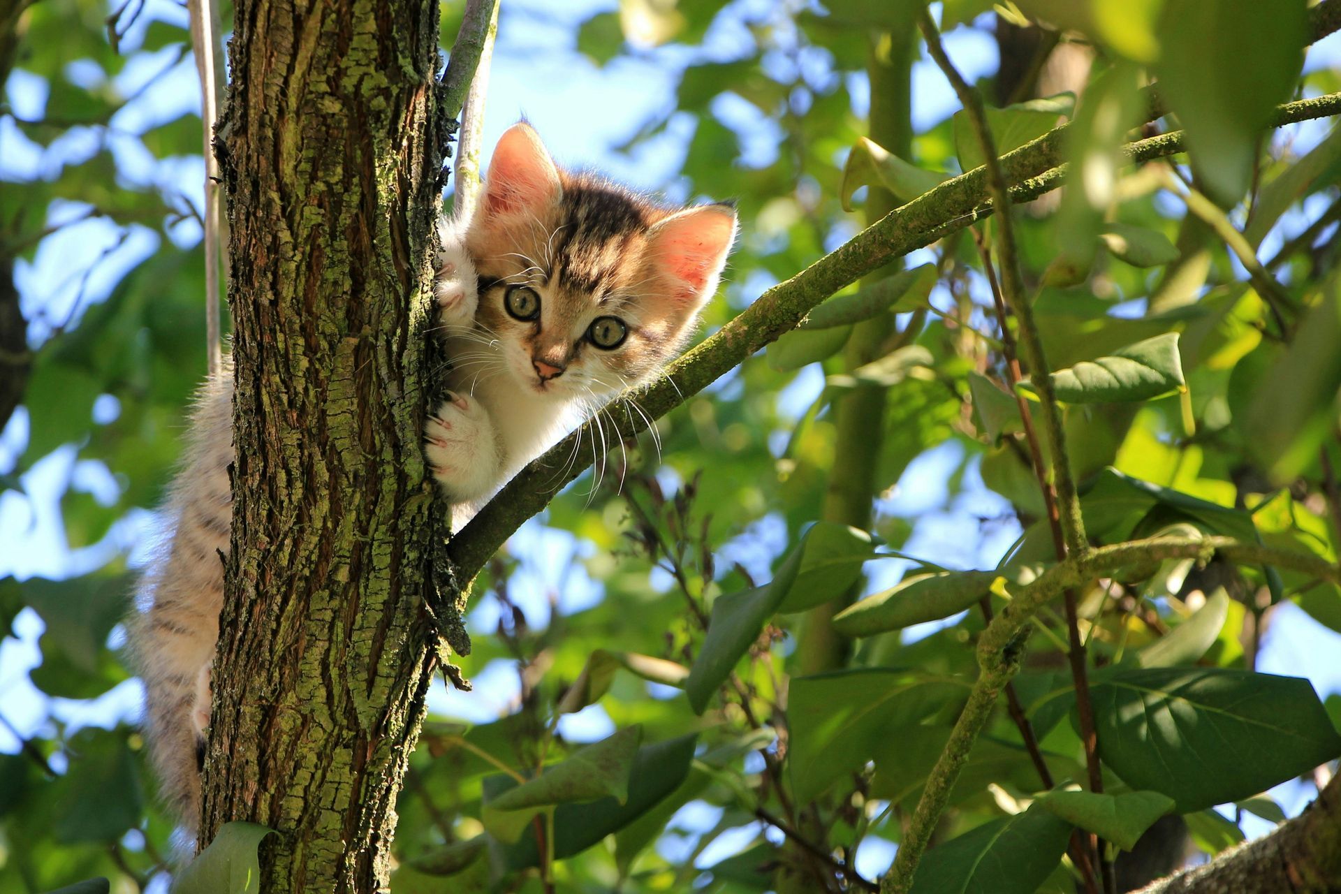 Kitten with tabby markings perched in a tree, looking directly at the viewer. Green foliage surrounds.