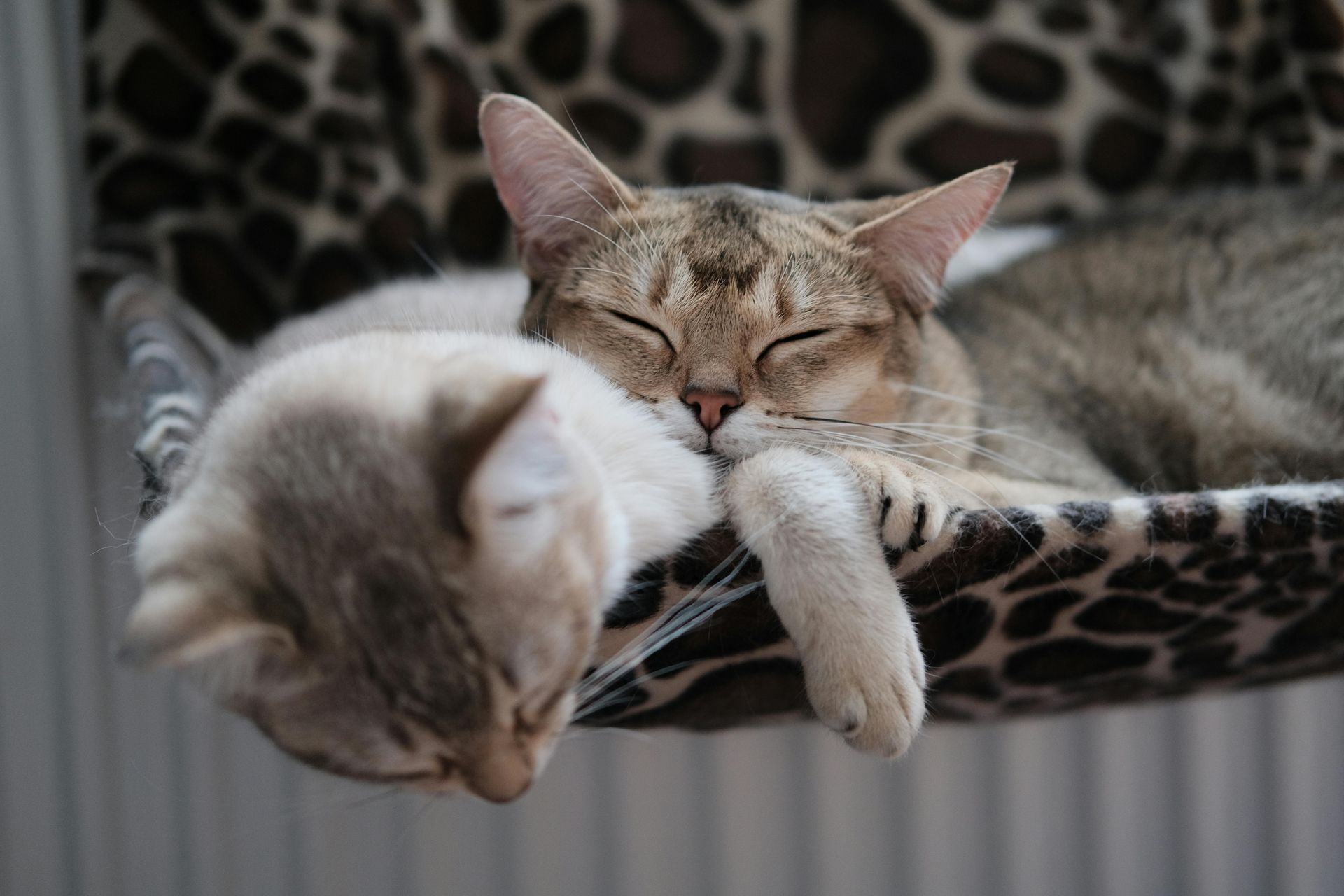 Two sleeping cats snuggled together in a leopard-print hammock.