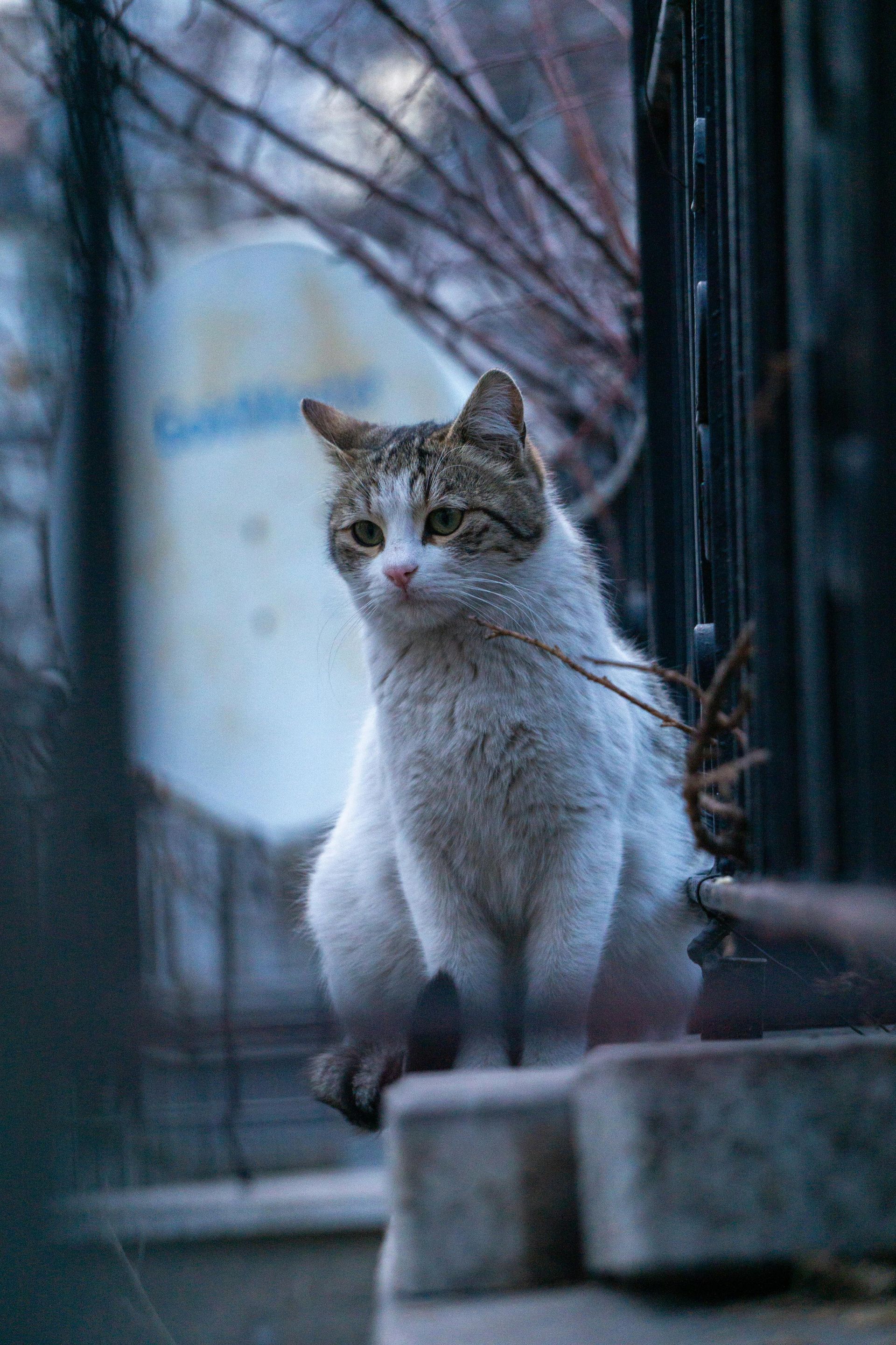 White and grey cat sitting on a ledge, looking alert. Faded blue and grey background with branches.