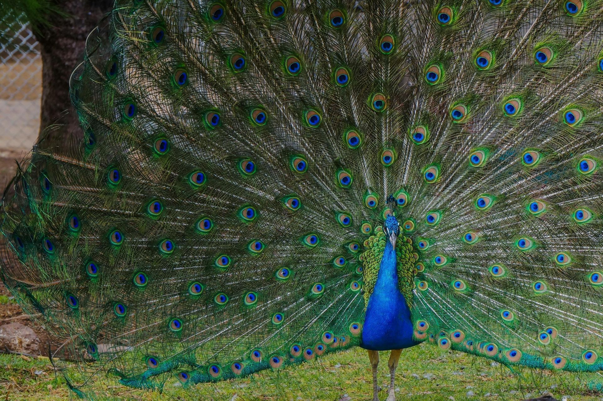 Peacock with brilliant blue and green feathers fanned out, standing in a grassy area.