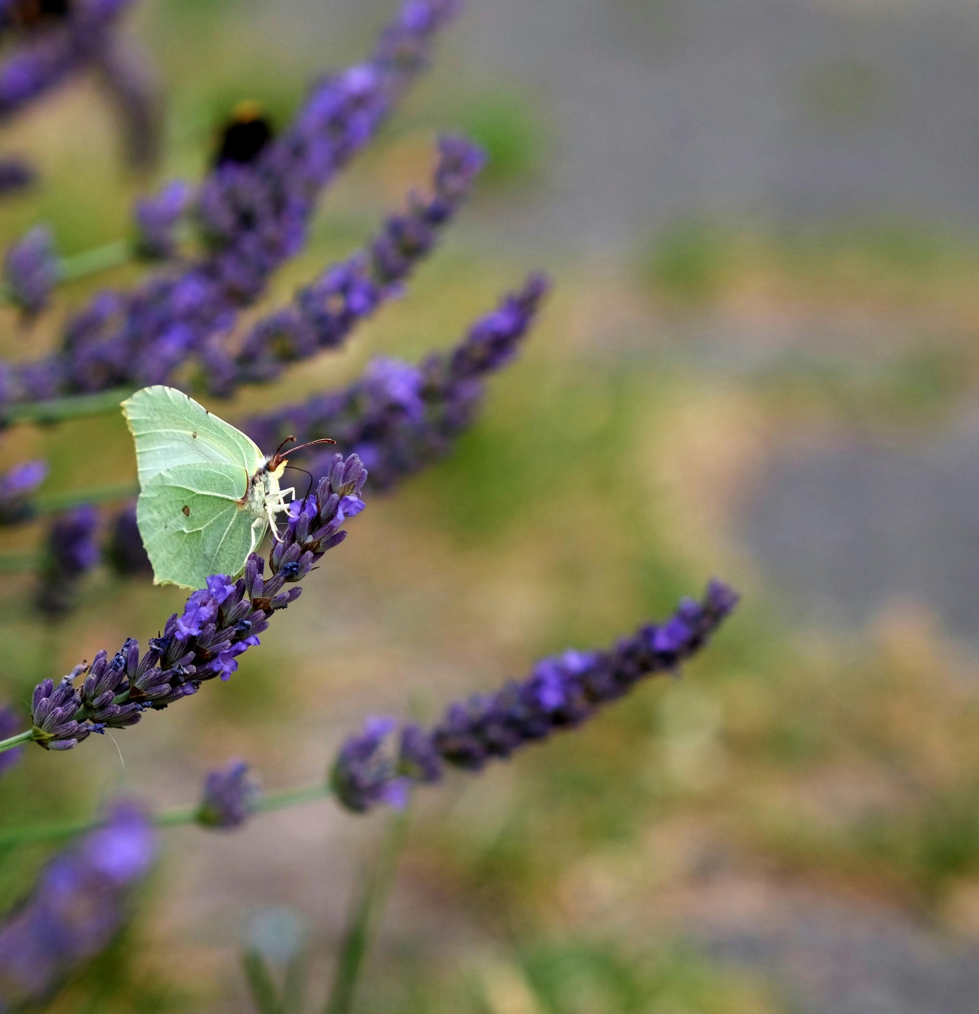 Pale green butterfly on purple lavender blooms.