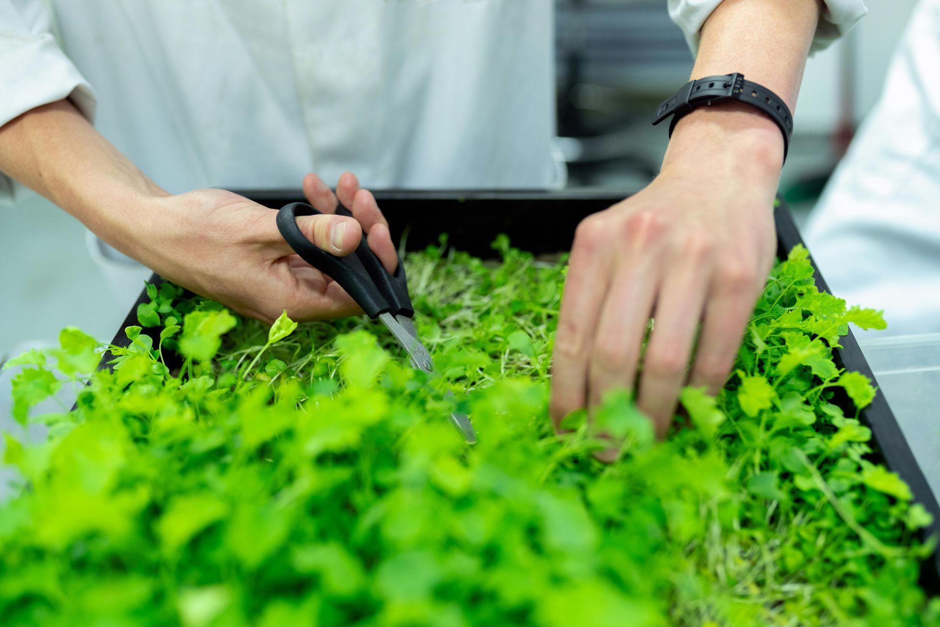 Person using scissors to harvest green leafy herbs from a black tray.