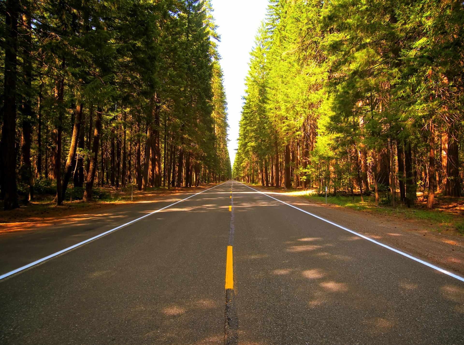 Road through a forest of tall trees, bright sunlight at the end.