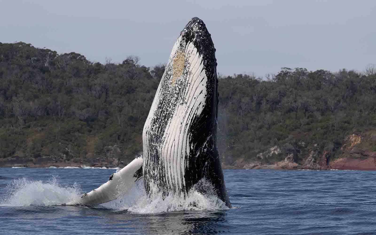Whale is jumping out of the water on Eden's coastline