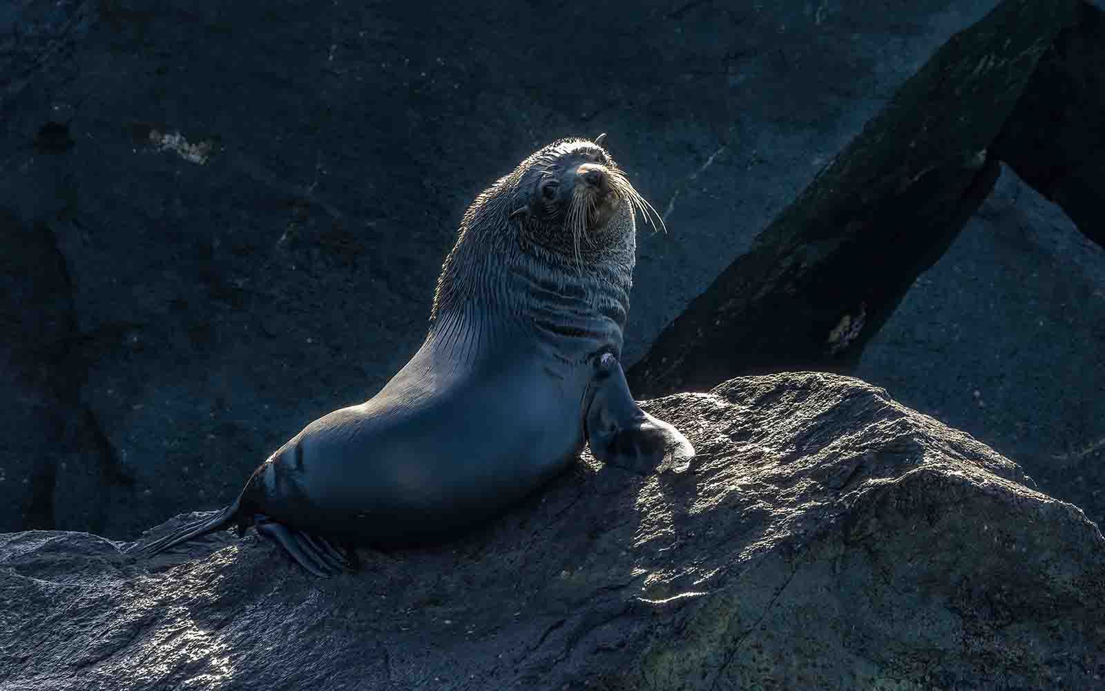 Seal in Bermagui
