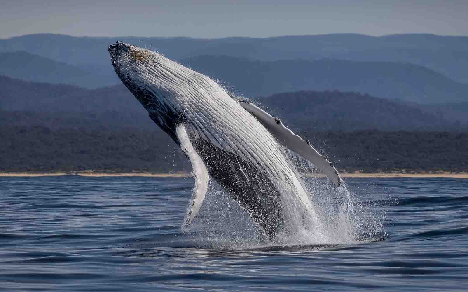 Whales in Bermagui NSW