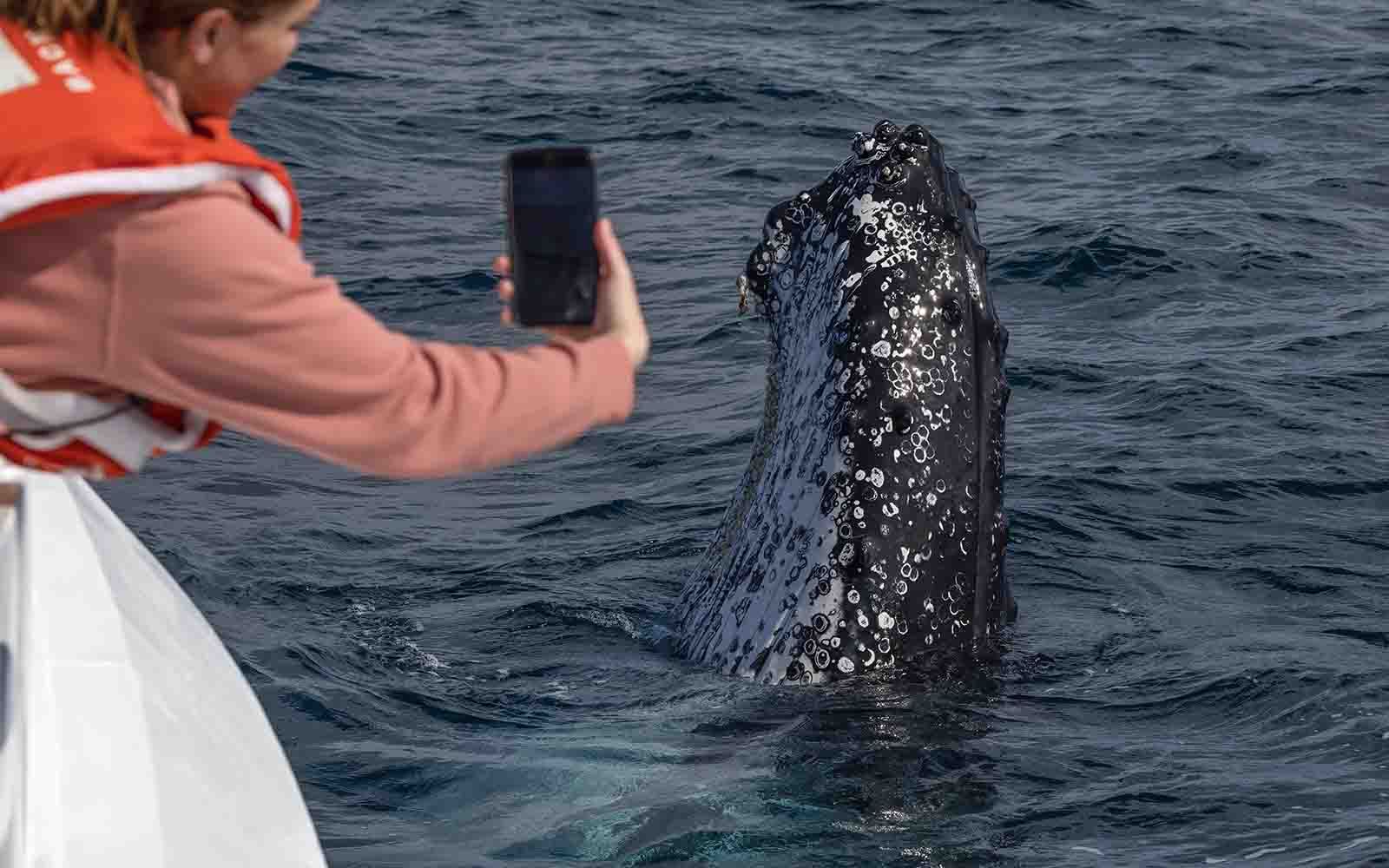 See whales in Bermagui on a whale watching cruise