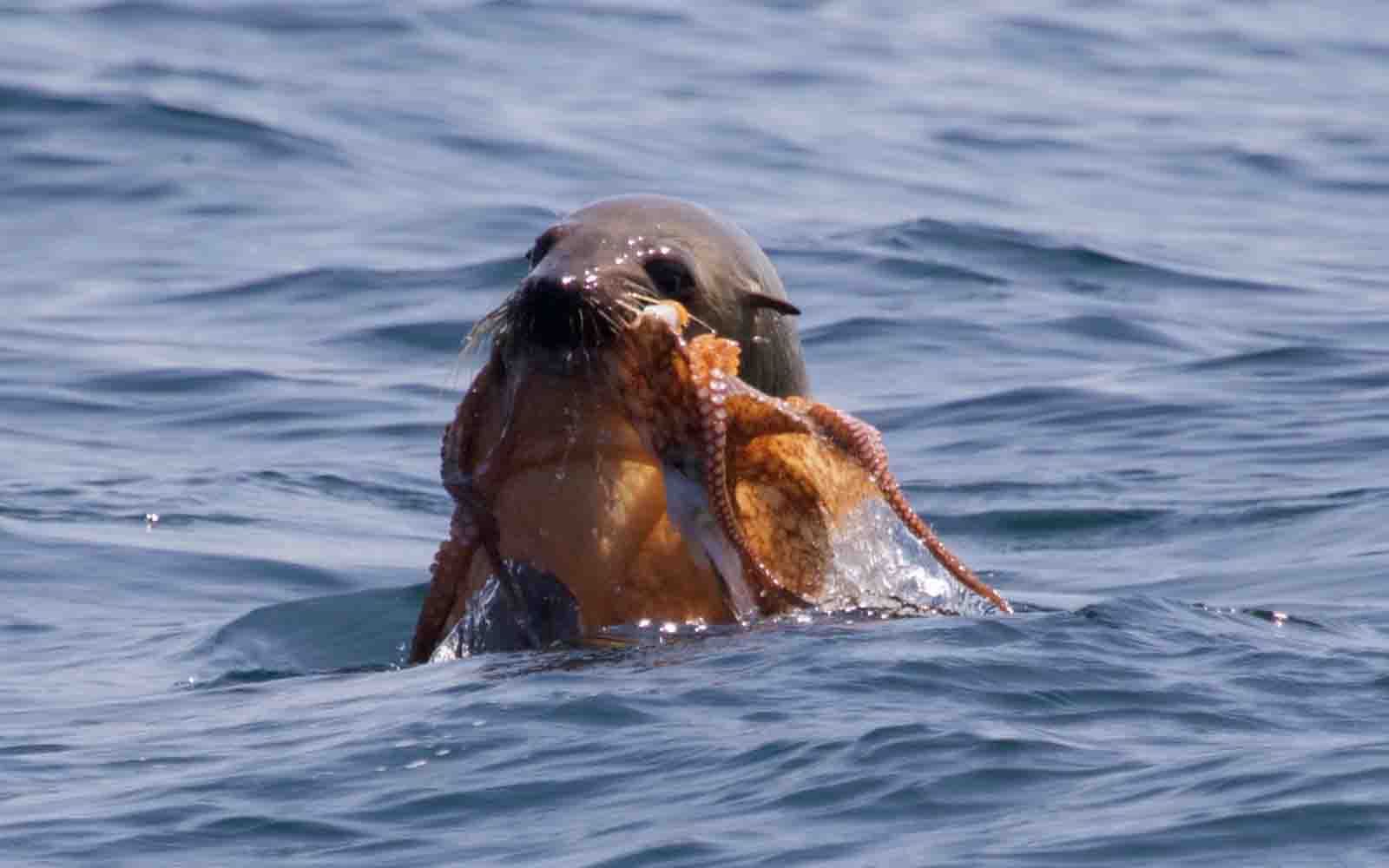 Seals and dolphins | Eden Wildlife Cruise
