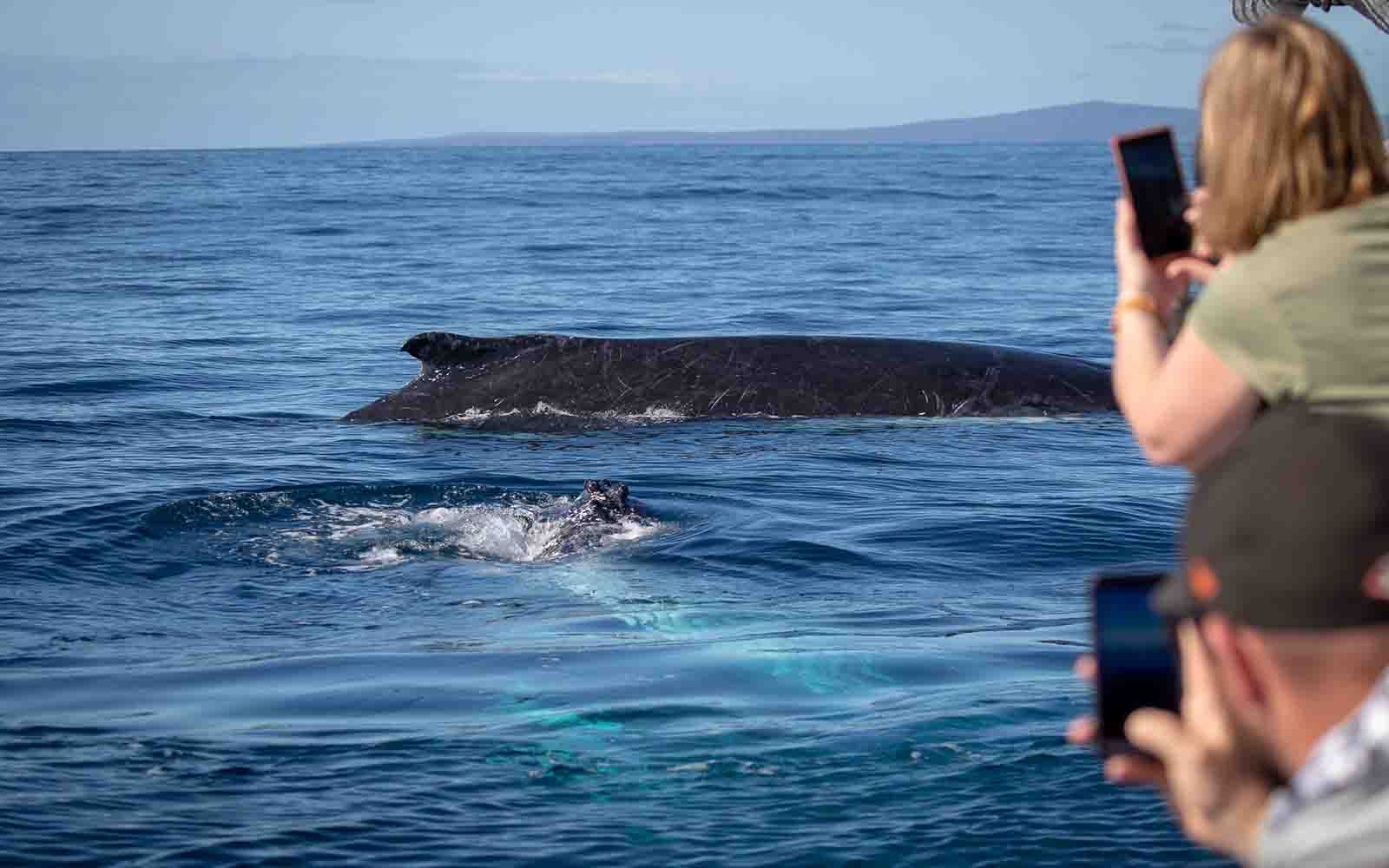 Whales feeding on the Sapphire Coast whale watching cruise