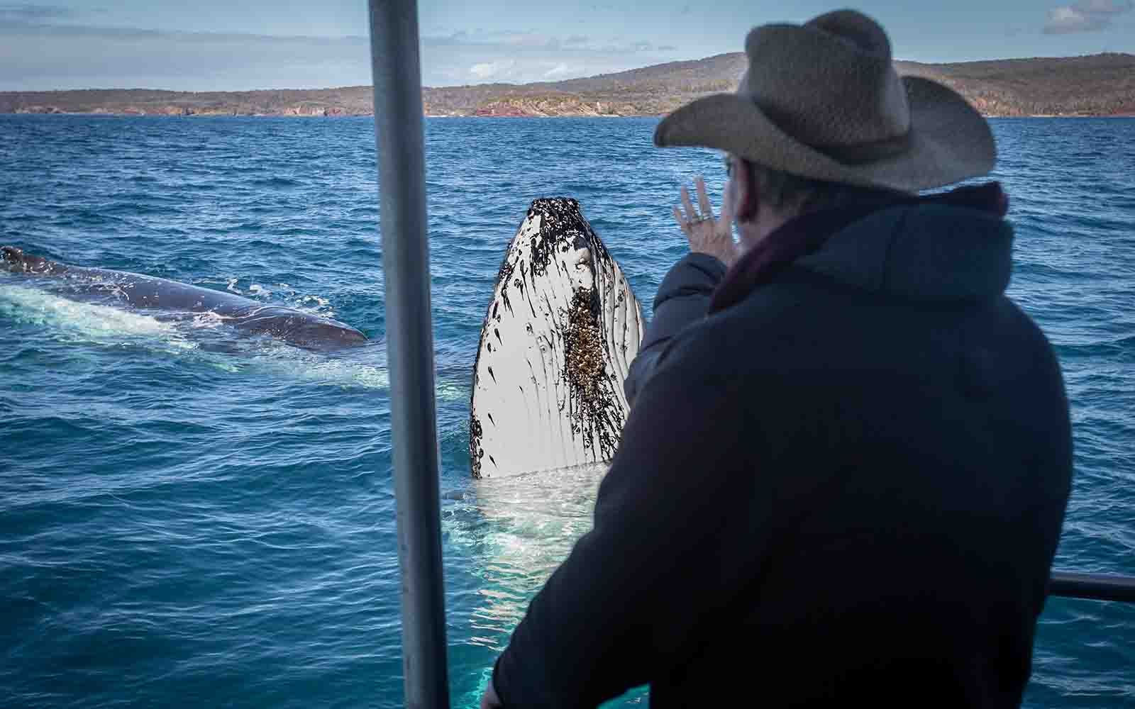 Whales feeding on the Sapphire Coast whale watching cruise