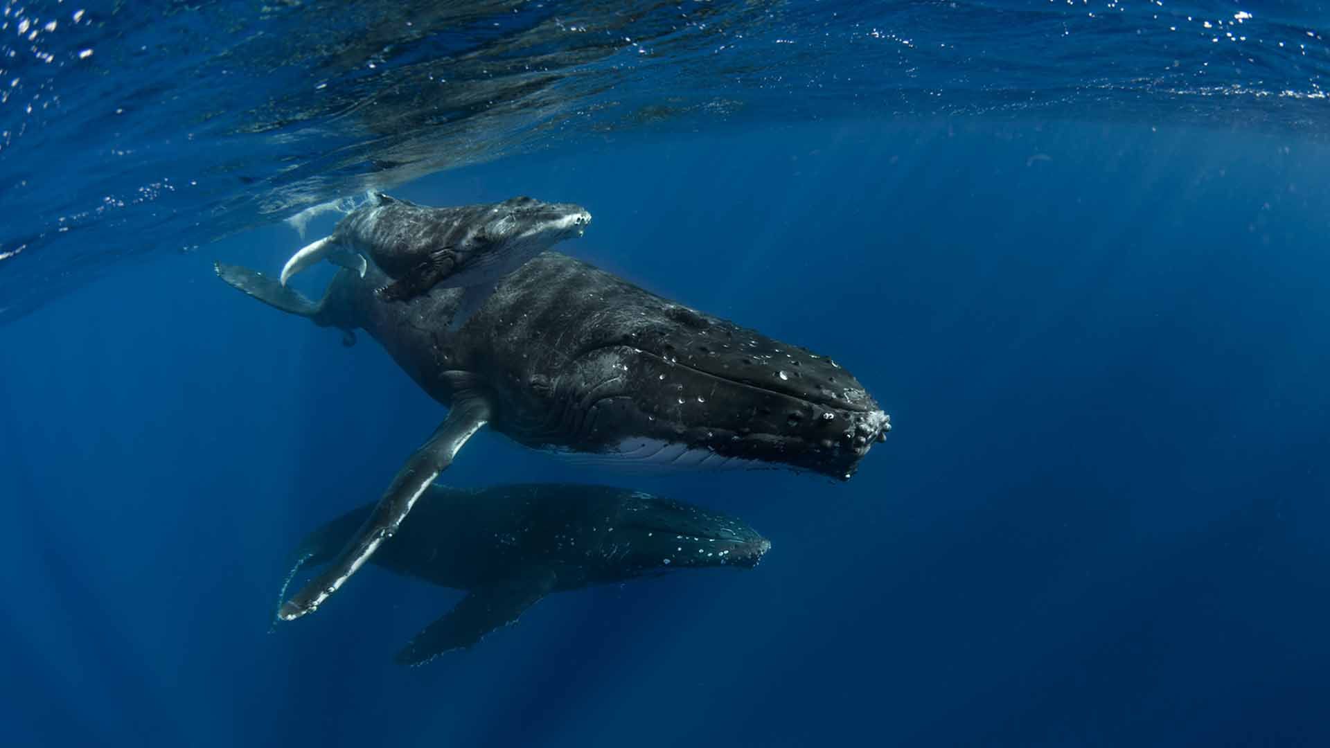 See whales on the Sapphire Coast