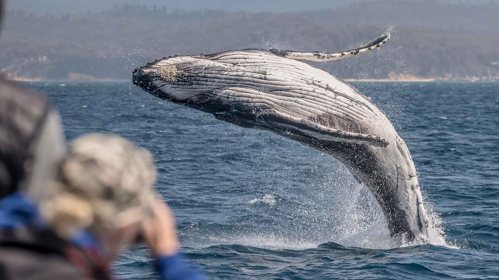 whale watching is the best thing to do on the Sapphire Coast