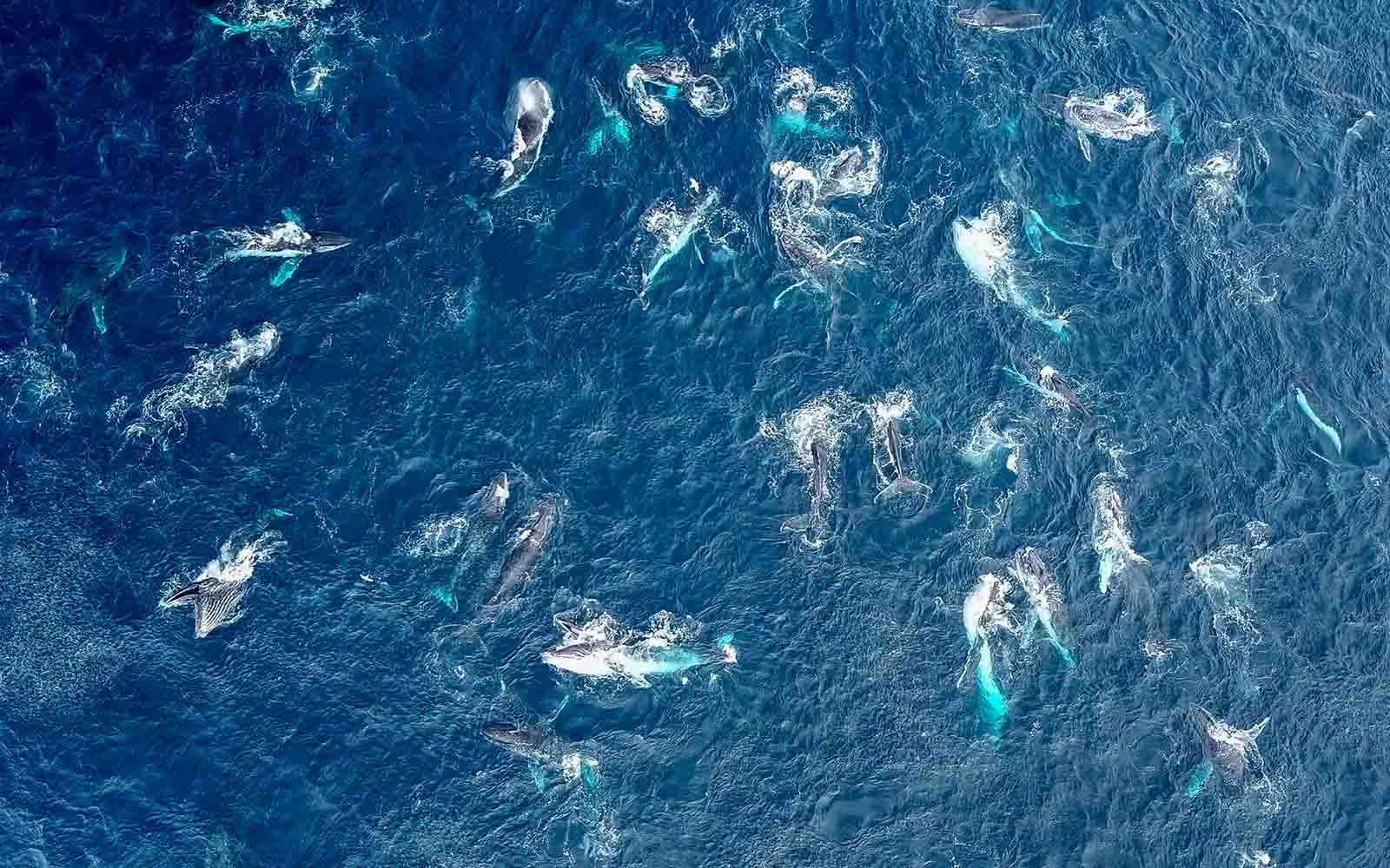 See whales on the Sapphire Coast