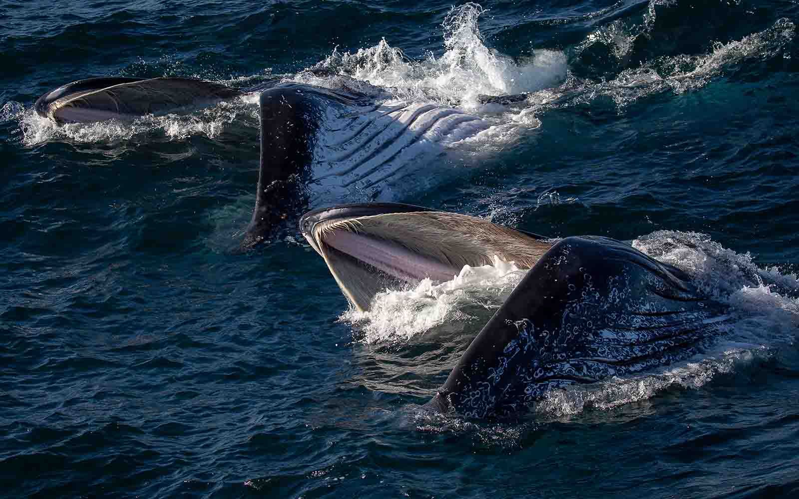 Whales feeding on the Sapphire Coast whale watching cruise