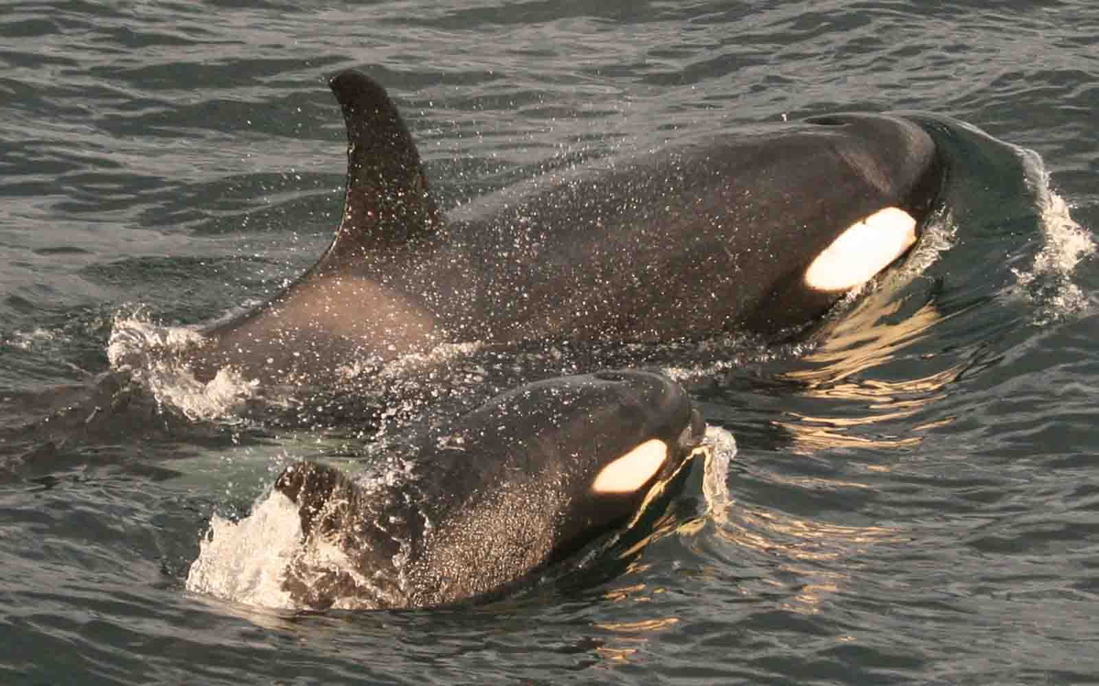 Killer whales in Eden | South Coast NSW