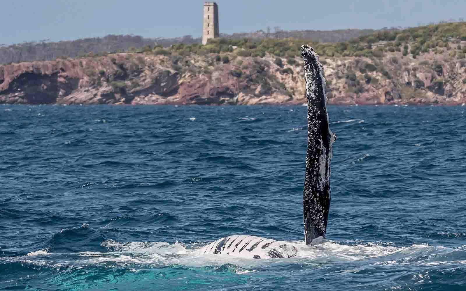 Cruises in Eden in the Sapphire Coast