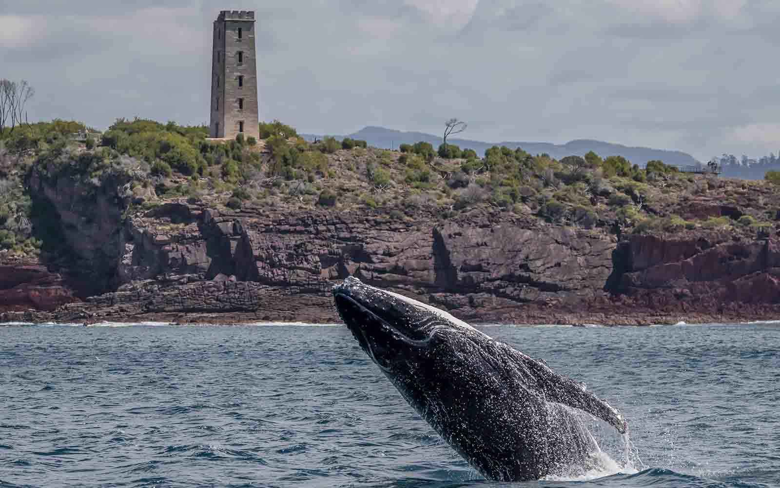 Australia's best whale watching location in Eden