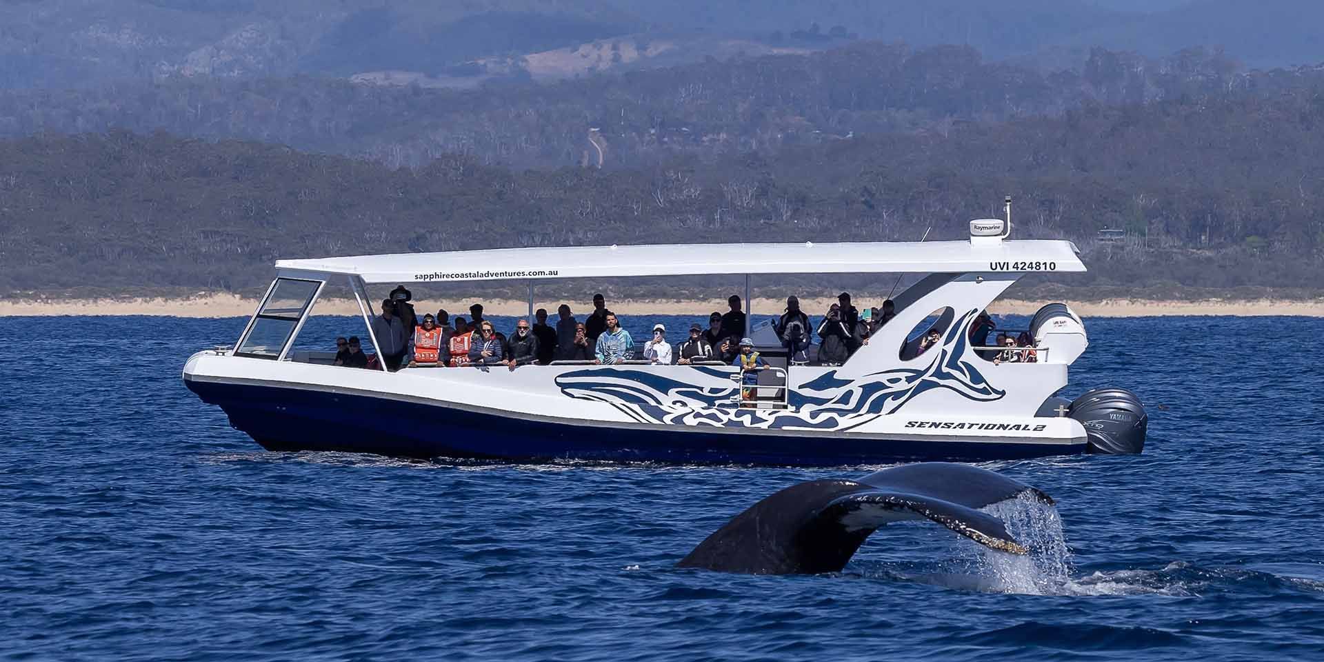 Best whale watching tour in Merimbula