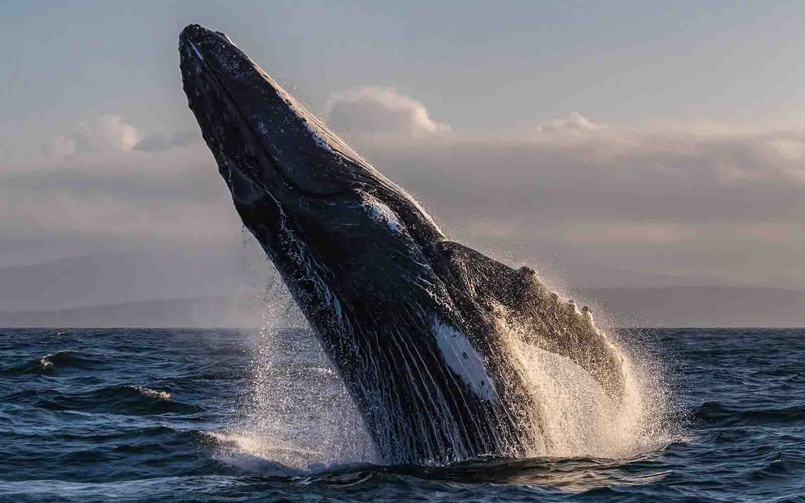 See whales in Bermagui on a whale watching cruise