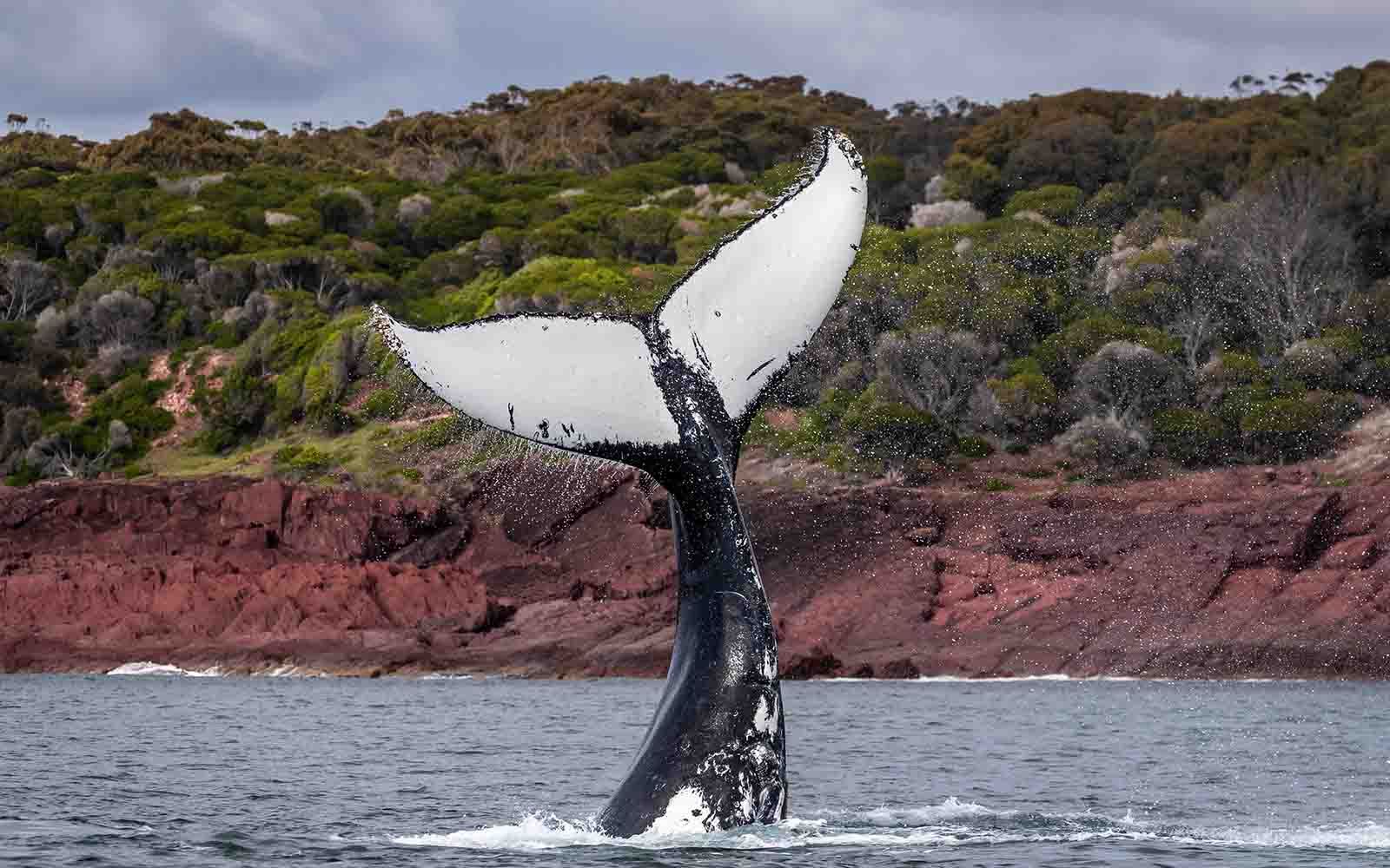 set things to do in Merimbula