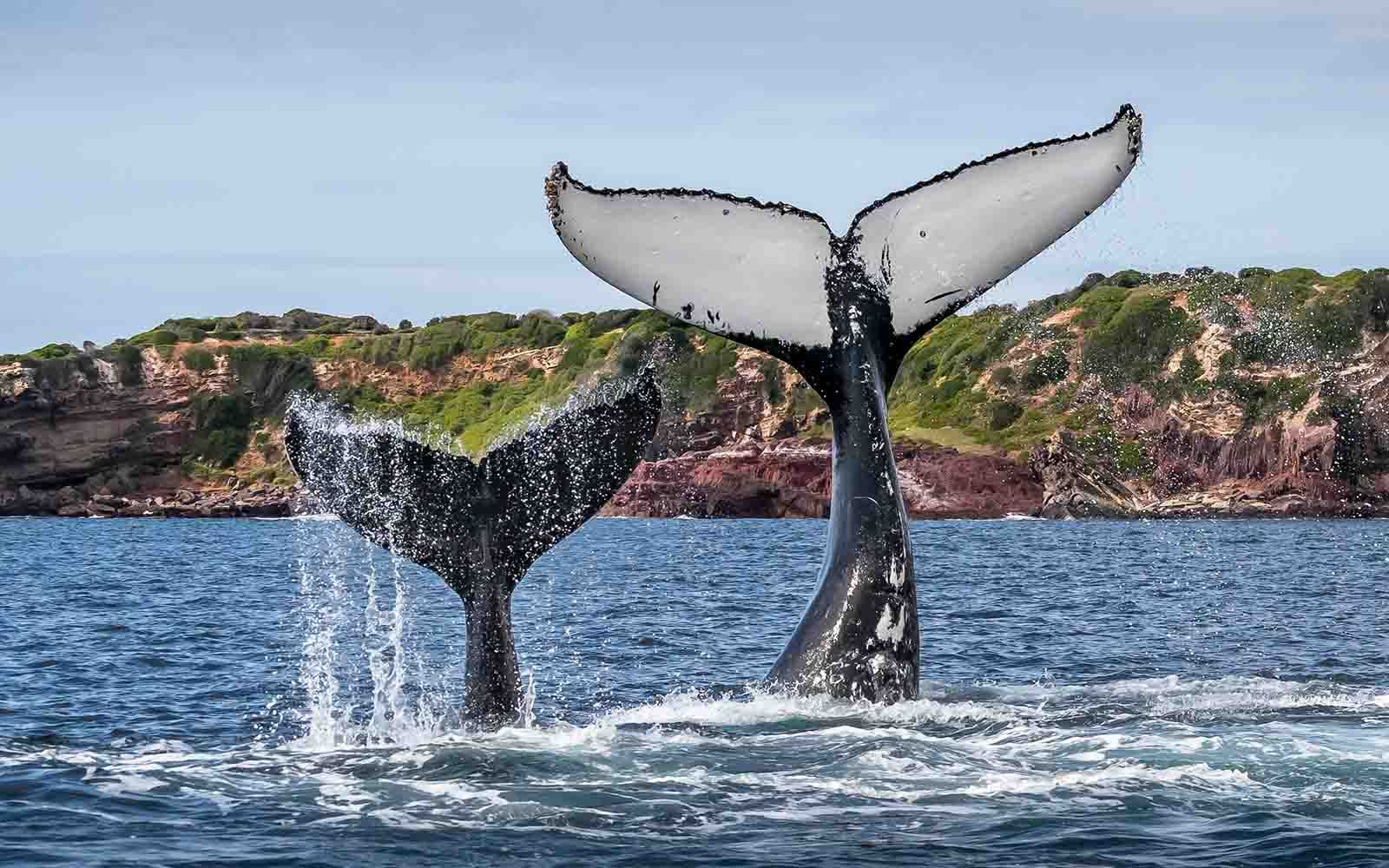 Things to do in Bermagui
