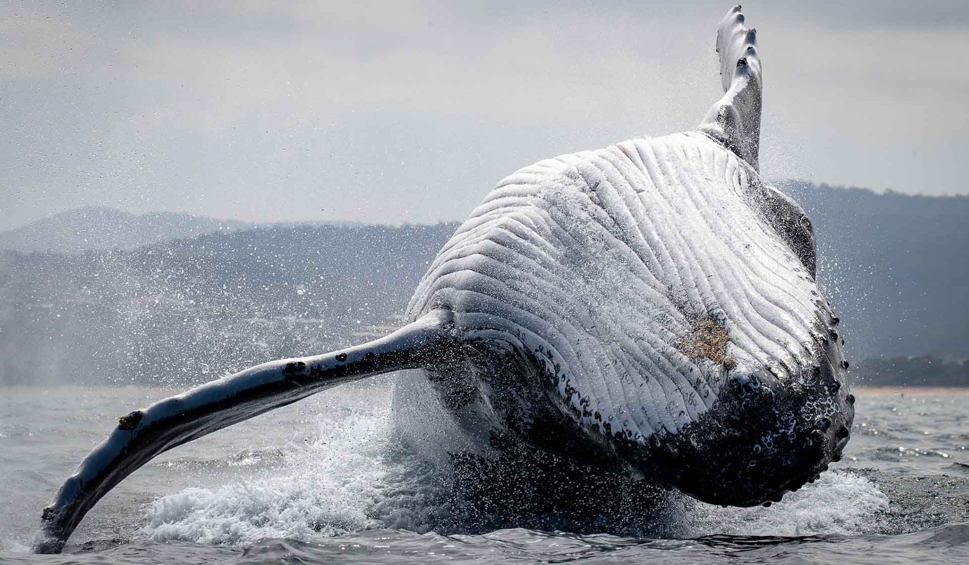 Merimbula whale watching tour