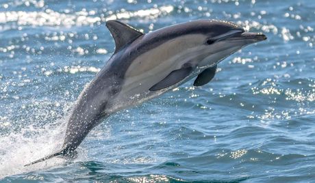 Ocean wildlife tour, Merimbula NSW