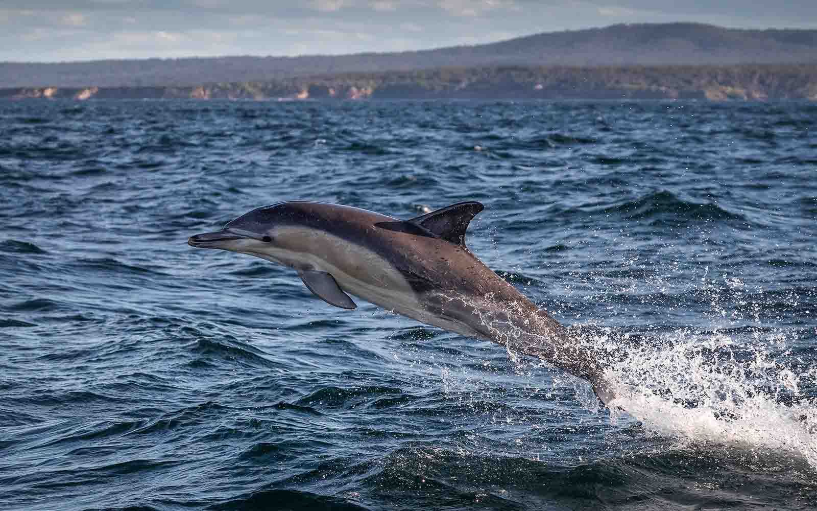 Whale Watching Cruises | NSW South Coast