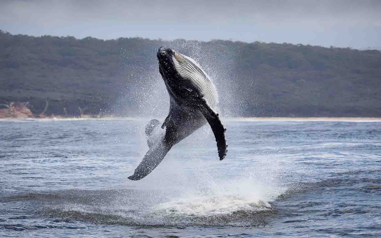 Whale breach in Merimbula, NSW.
