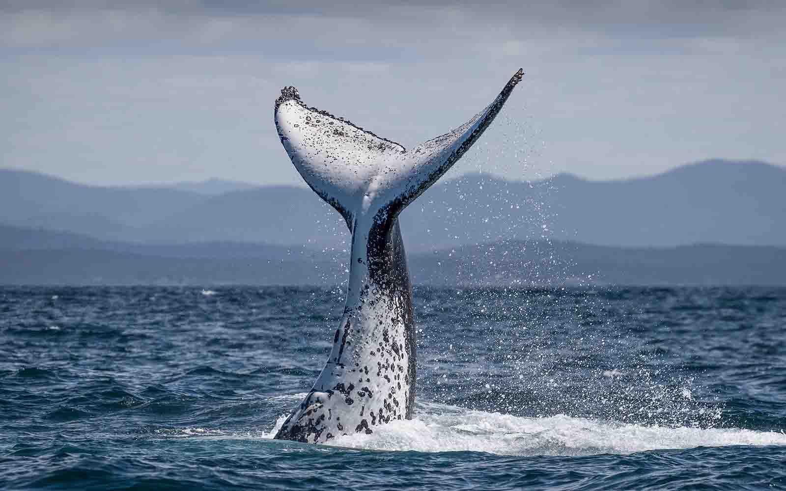 Best things to do in Bermagui includes a whale watching cruise