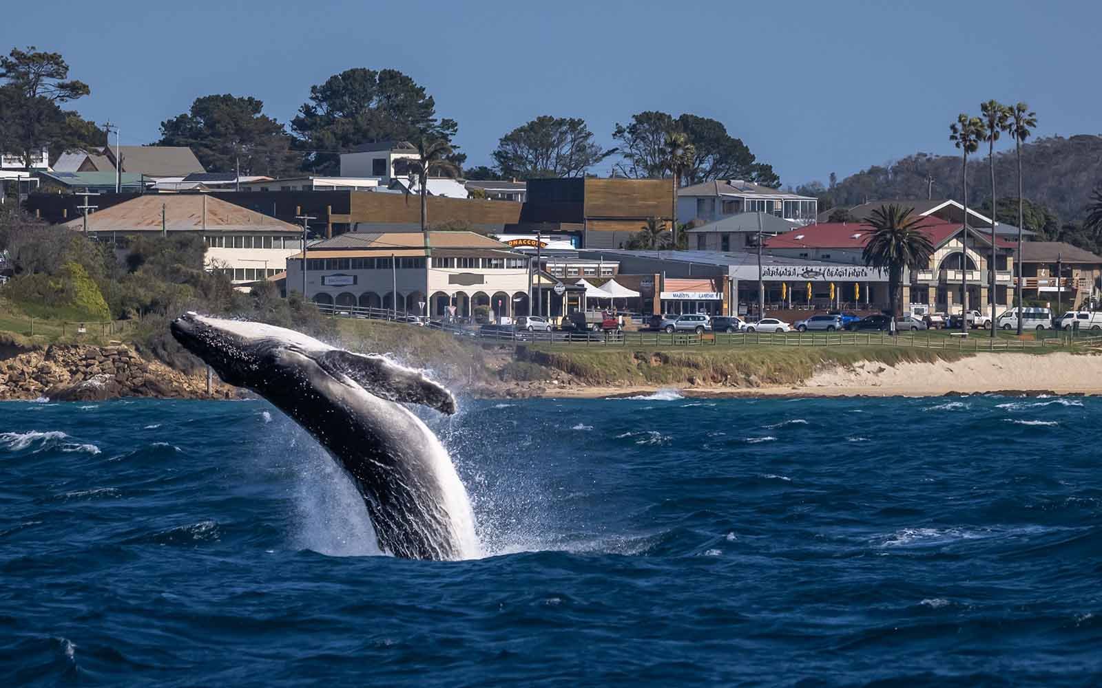 Whale watching cruise in Merimbula