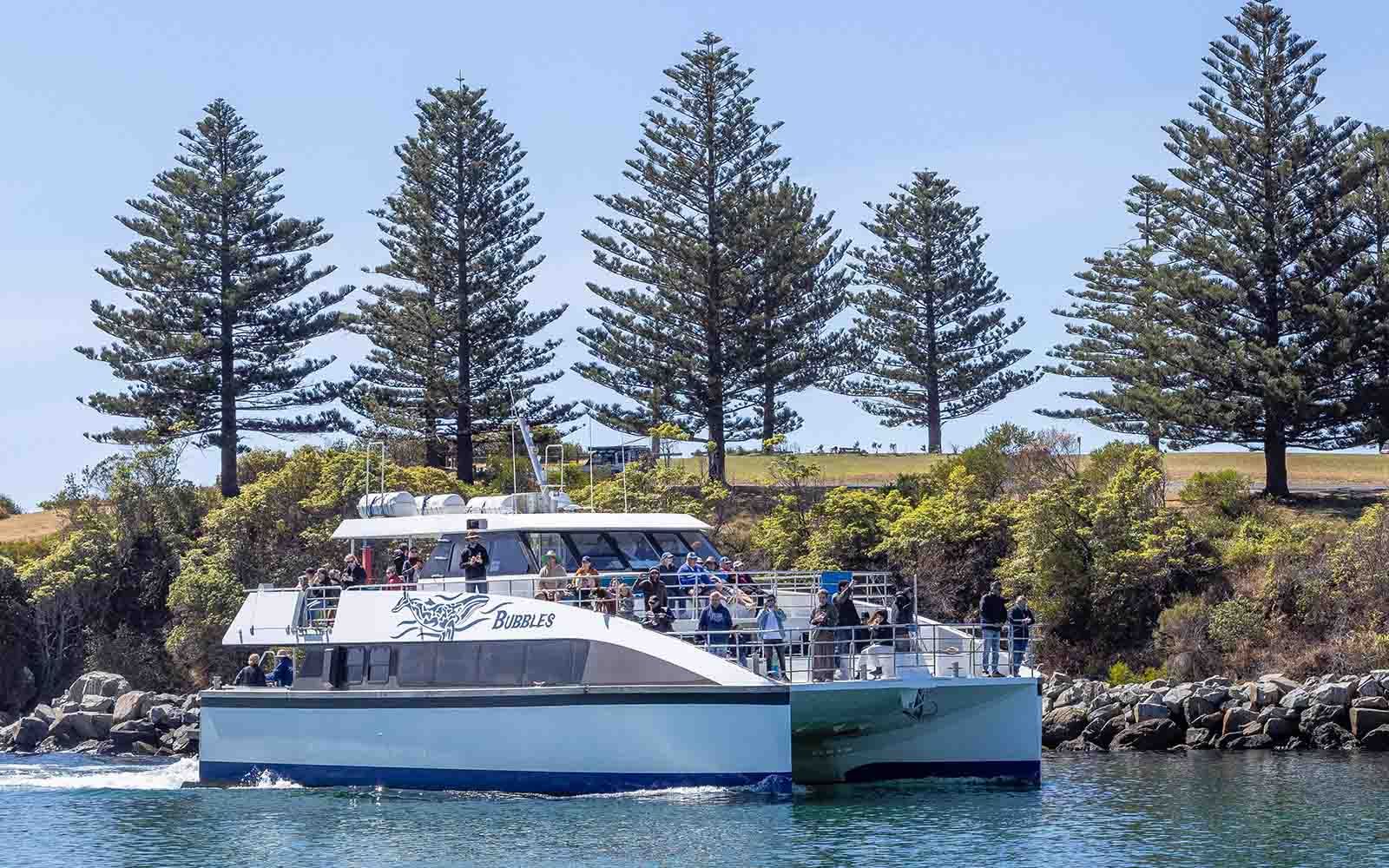 Whale watching cruise in Bermagui