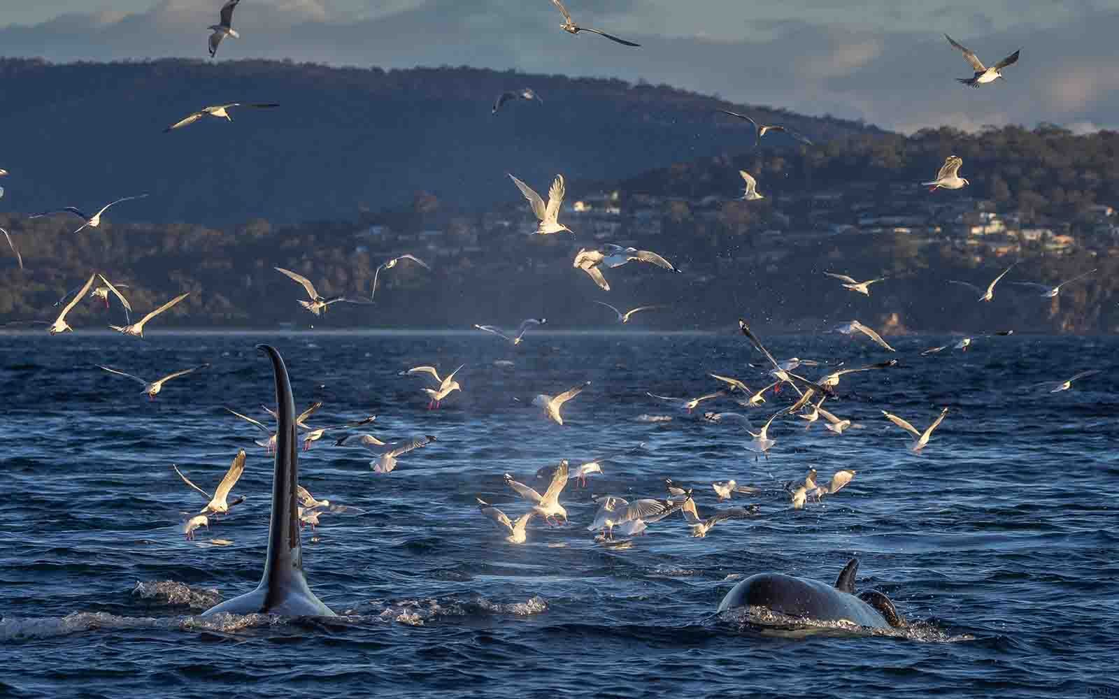 Killer whales in Merimbula