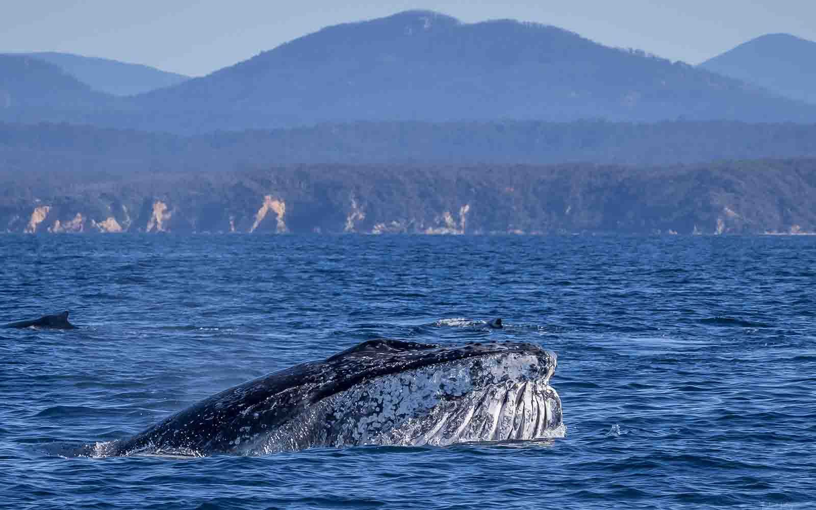 Whale watching Bermagui, Sapphire Coast