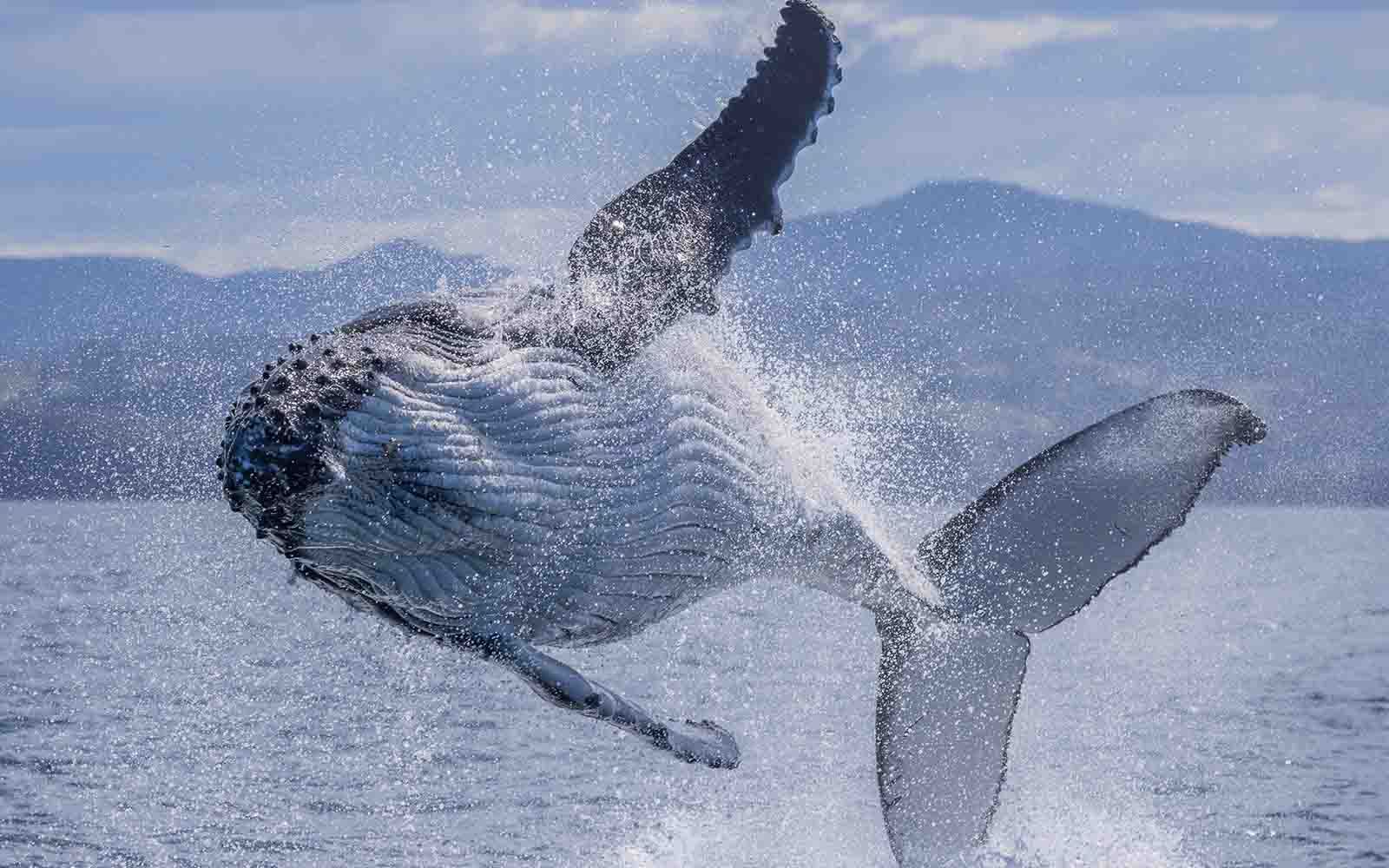 whale watching is the best thing to do on the Sapphire Coast
