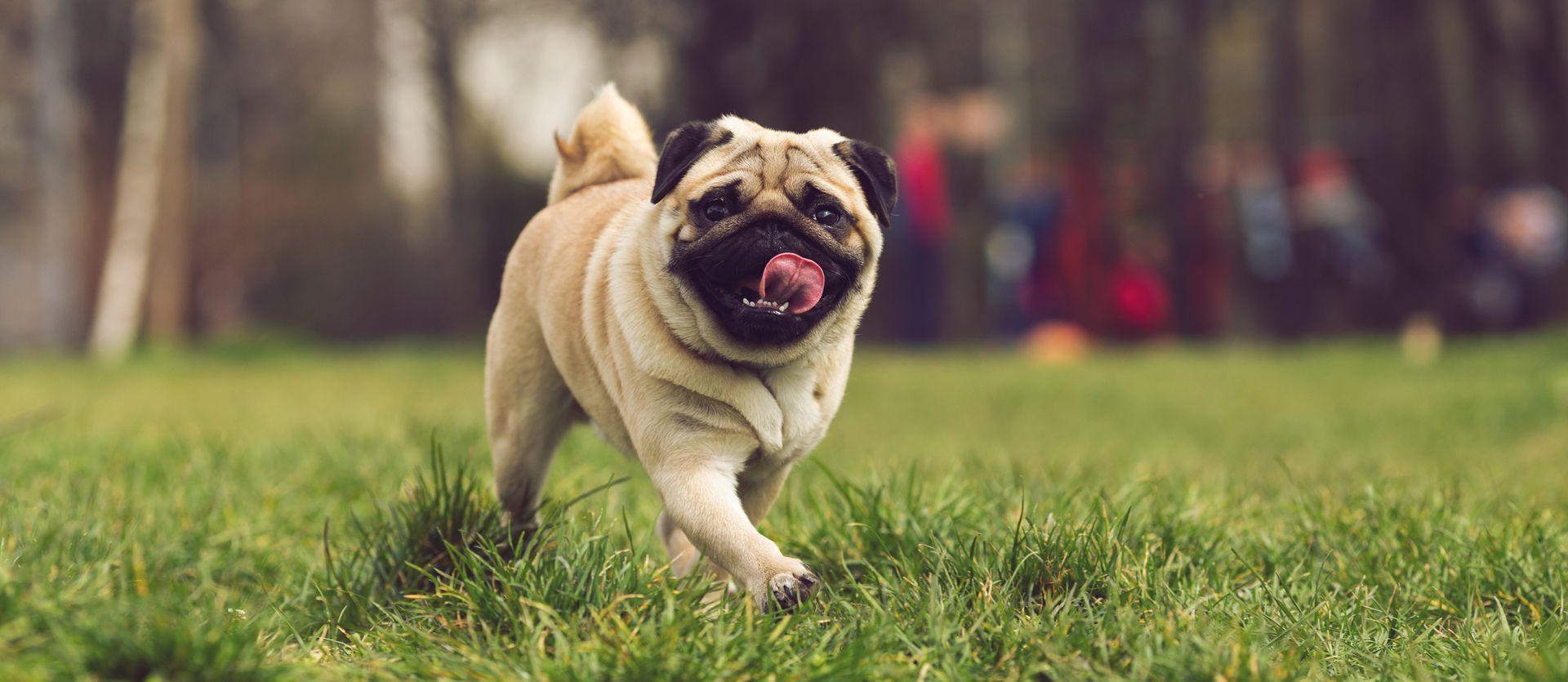 Photo of a pug