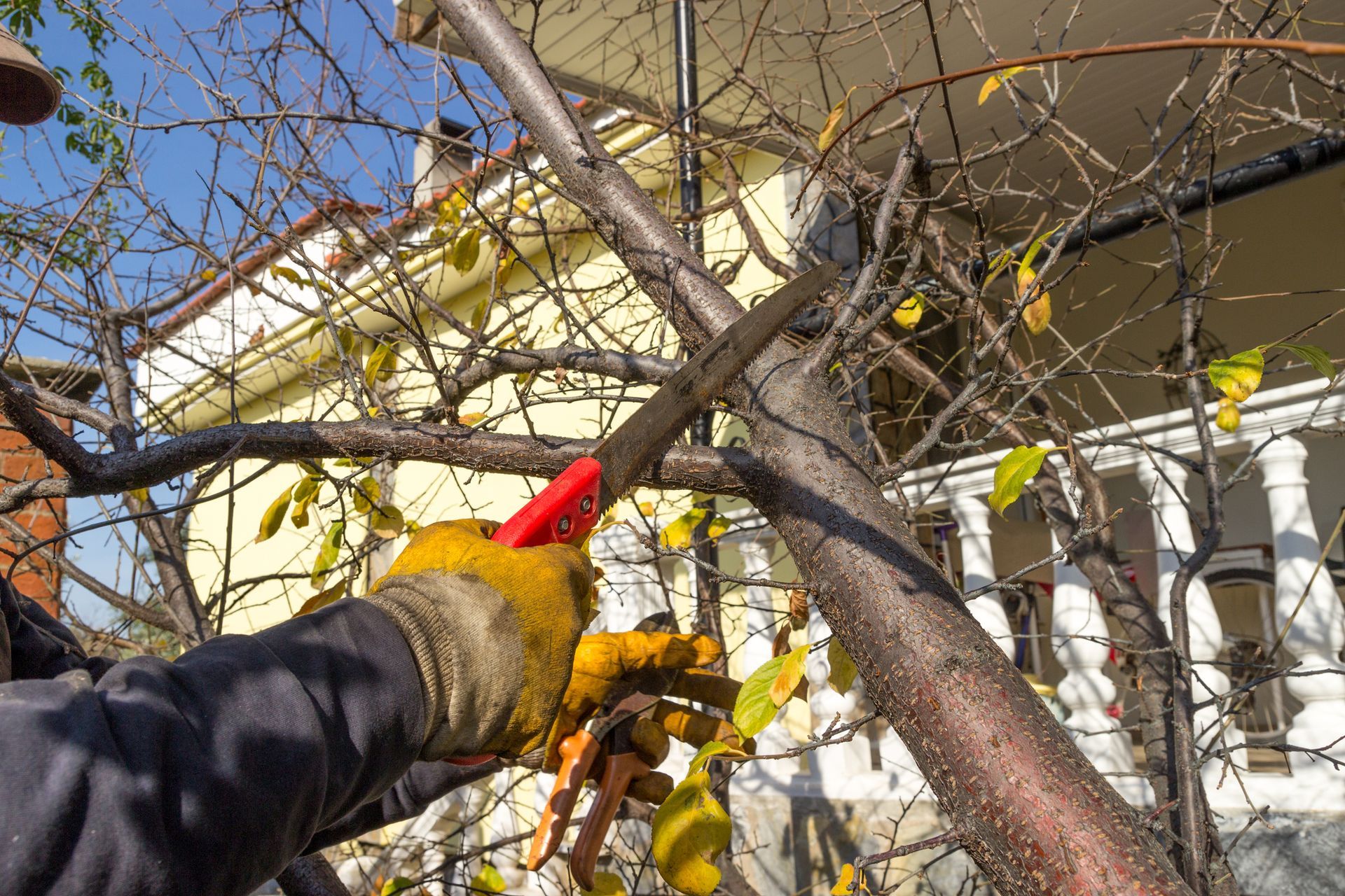 Branch Pruning — Biloxi, MS — Wright's Tree Service Inc
