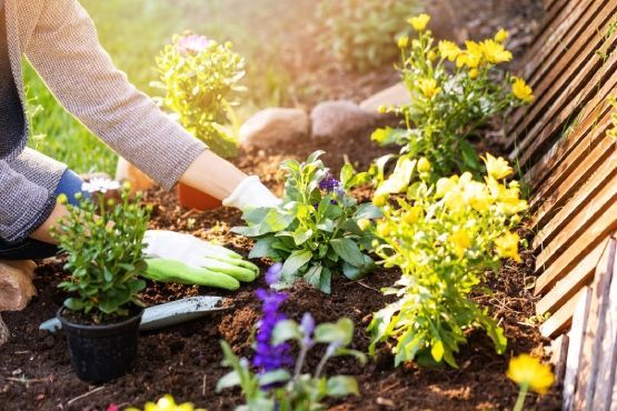 A person is planting flowers in a garden.