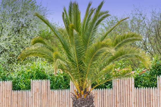 A palm tree is growing behind a wooden fence.