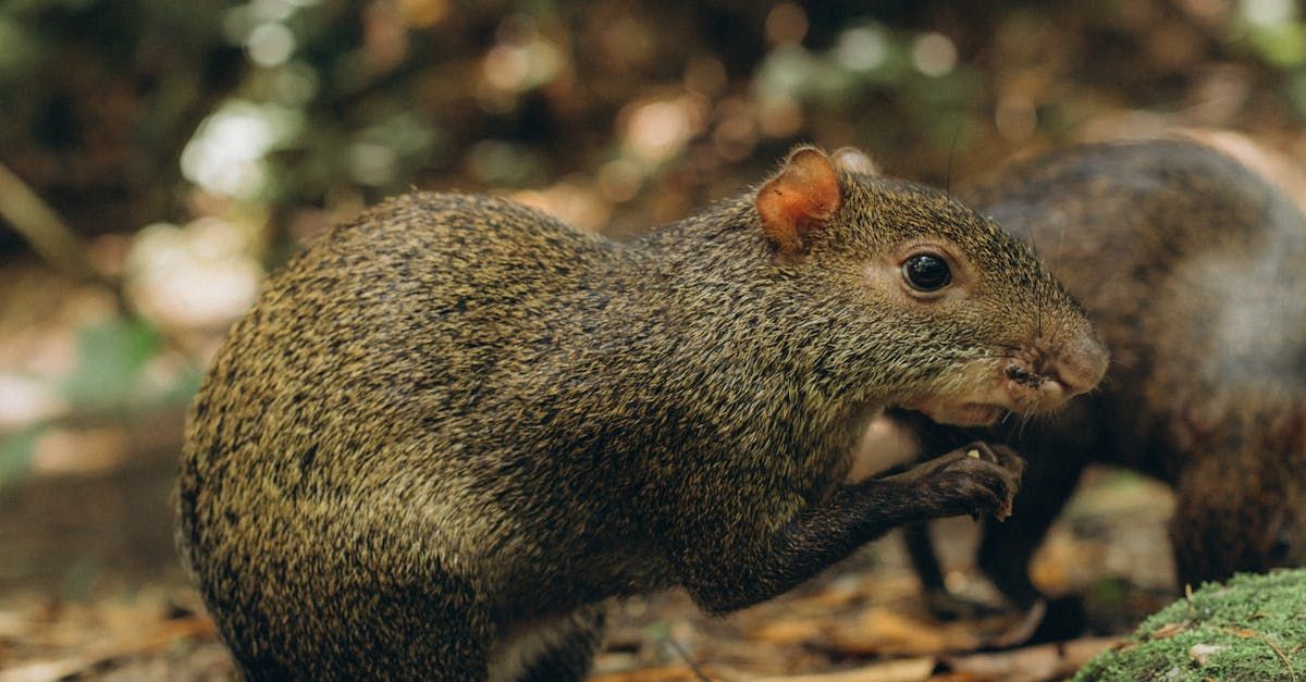 A close up of a squirrel standing on a rock in the woods.