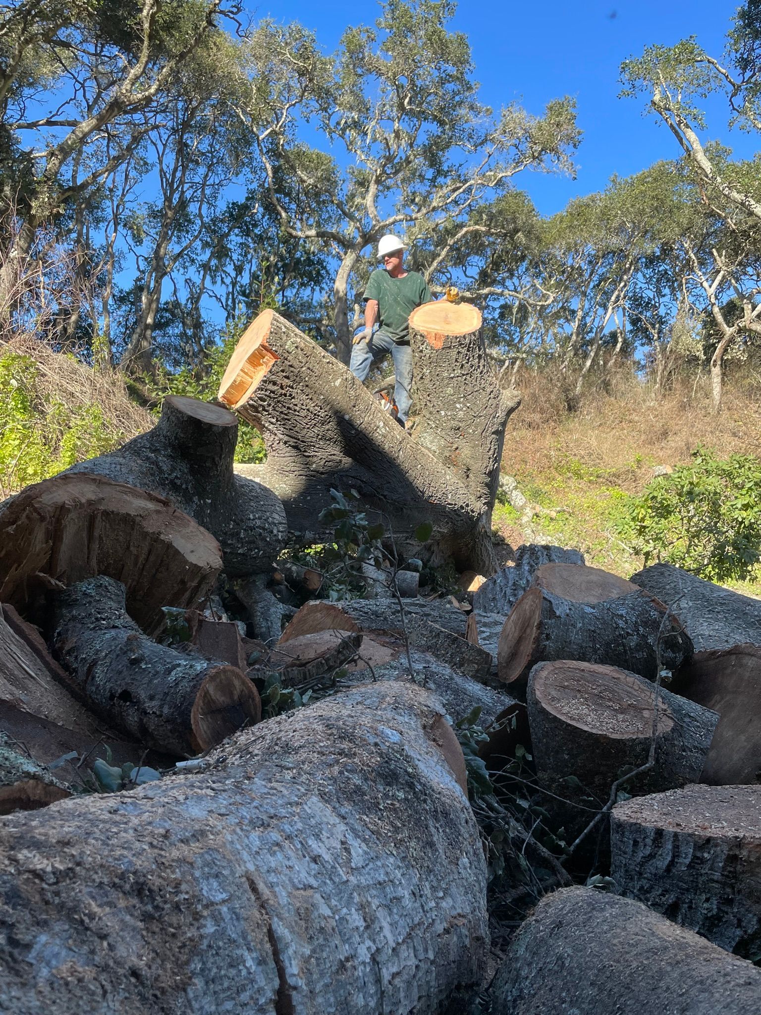 Pile of cut tree logs in a sunny wooded area with blue sky overhead