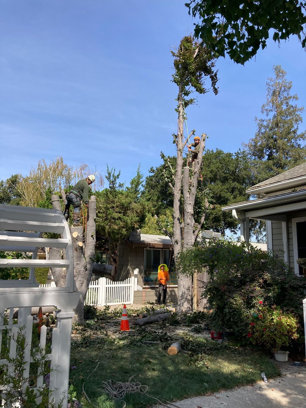Hand saw cutting a tree branch outdoors on a sunny day