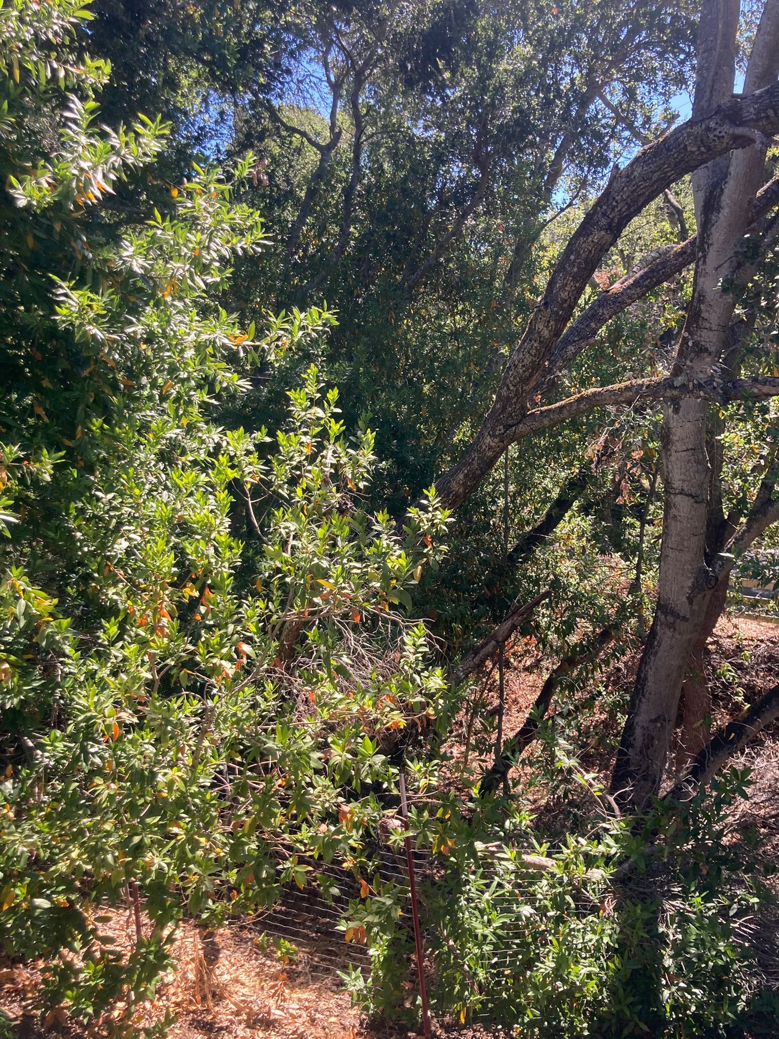 Sunlit forest with dense green shrubs and tree branches arching over a shaded trail