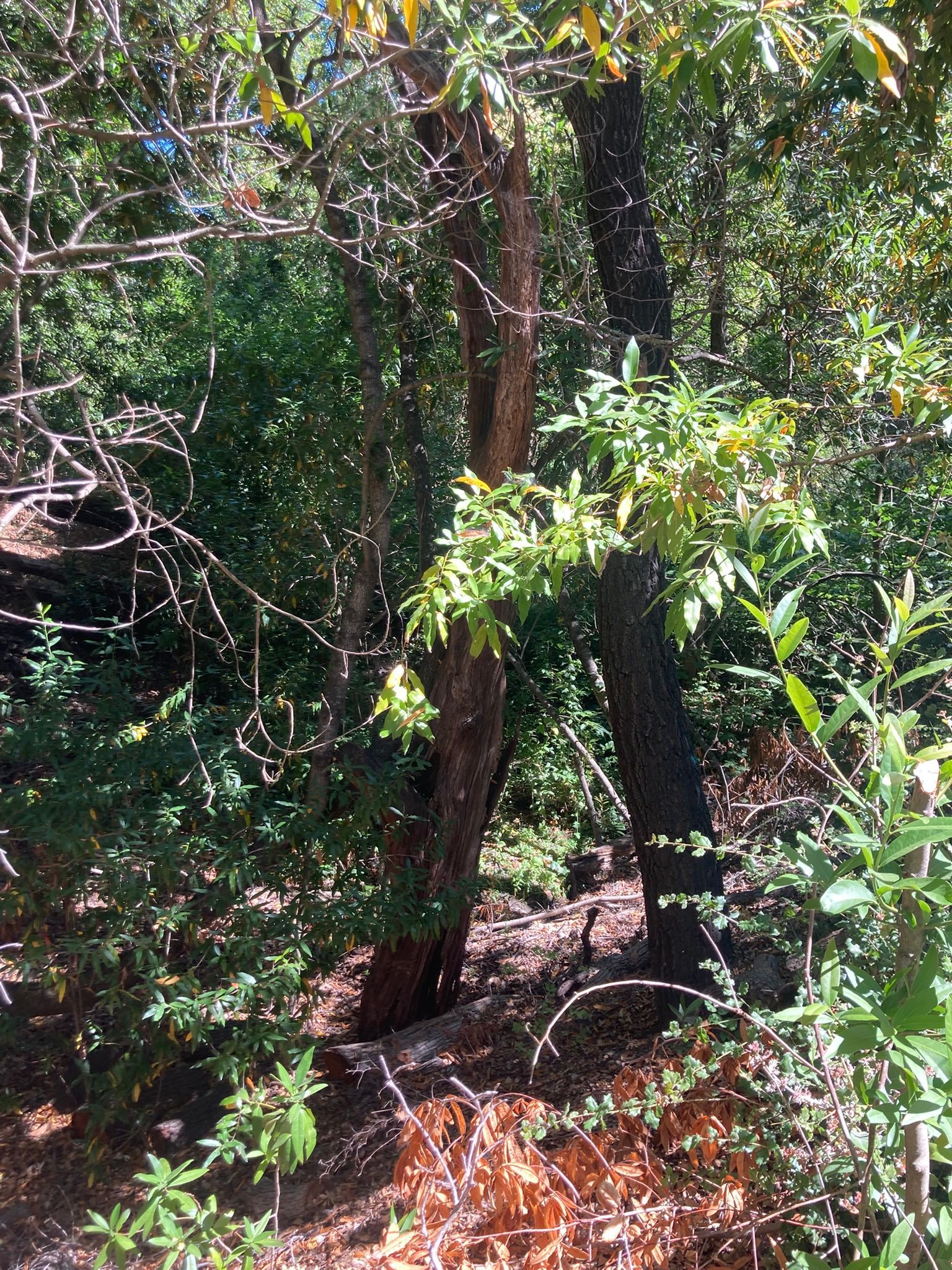 Dense green forest with sunlit trees, dark trunks, and dry brown undergrowth.