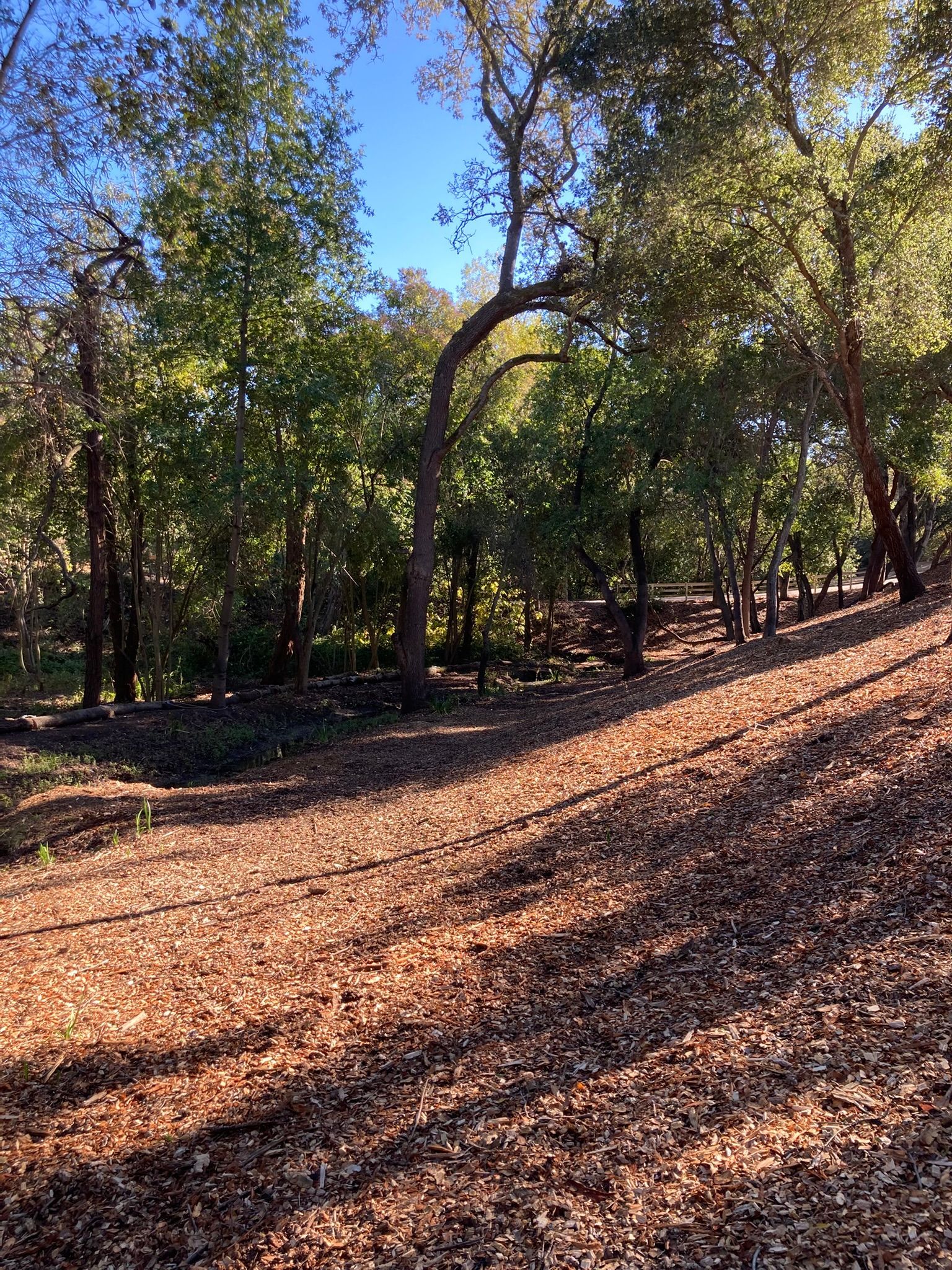 Sunlit wooded trail covered in fallen leaves with trees and a clear blue sky